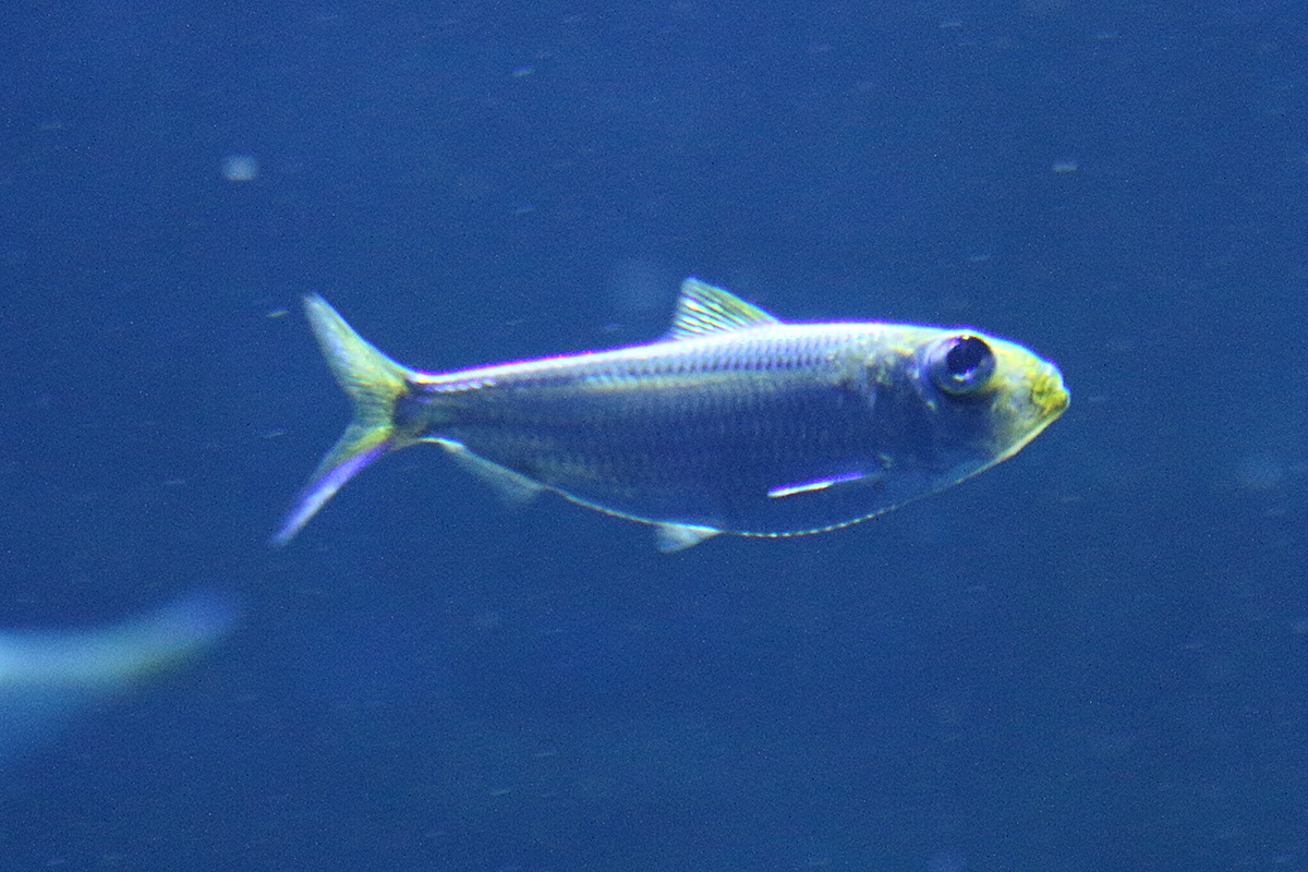 harengula_clupeola1md