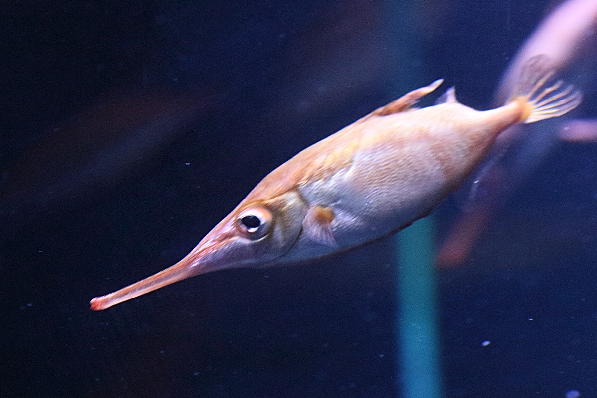 macroramphosus_gracilis1bd