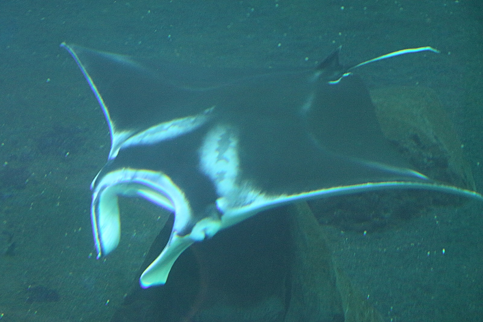 manta_birostris4bd