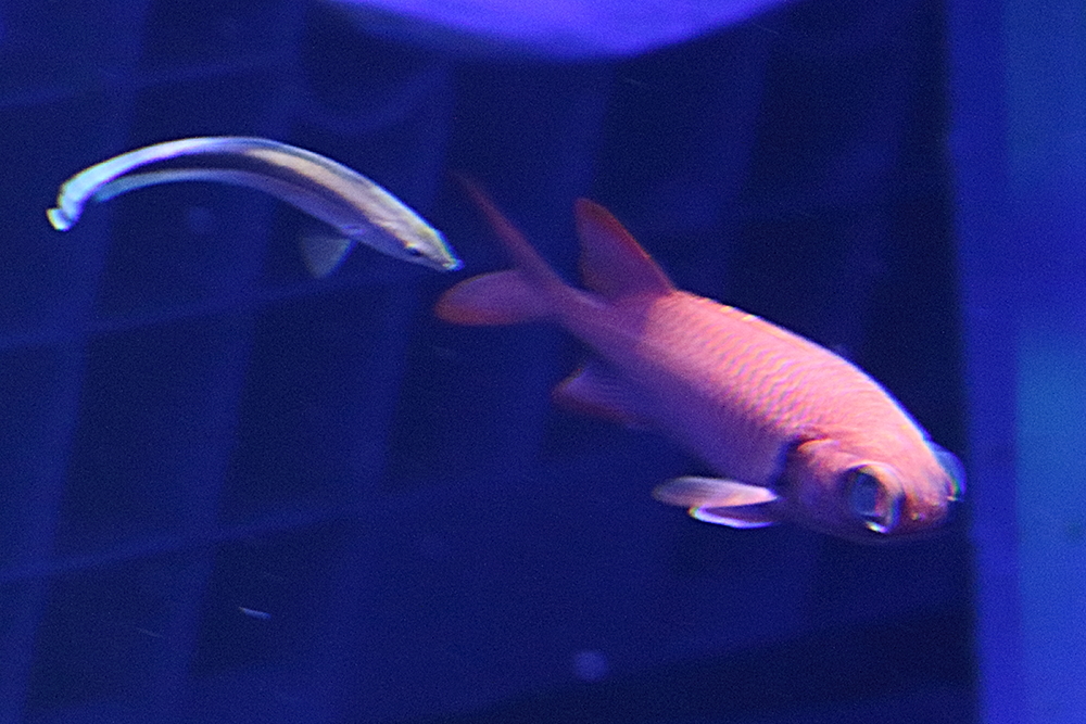 myripristis_amaena1bd