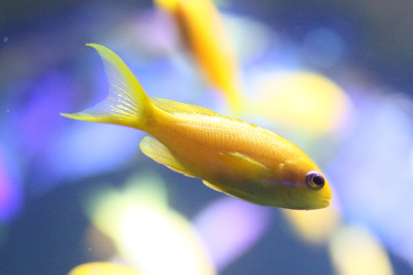 Afficher le média pseudanthias_squamipinnis1md pseudanthias_squamipinnis1md