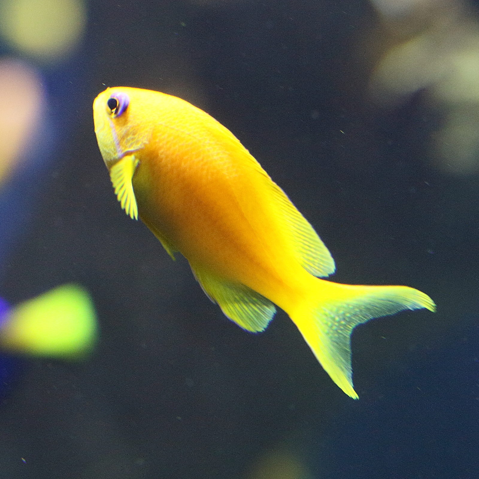 Afficher le média pseudanthias_squamipinnis2md pseudanthias_squamipinnis2md