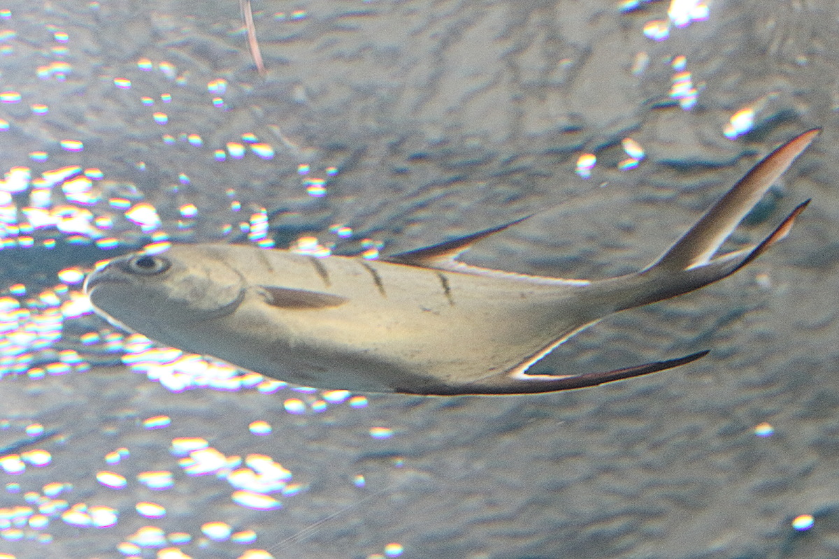 trachinotus_goodei3md