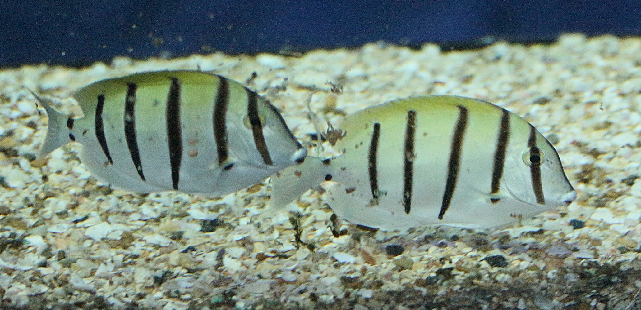 acanthurus_triostegus5md