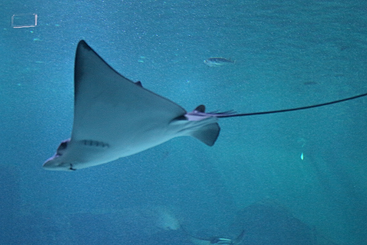 Afficher le média aetobatus_ocellatus1md aetobatus_ocellatus1md