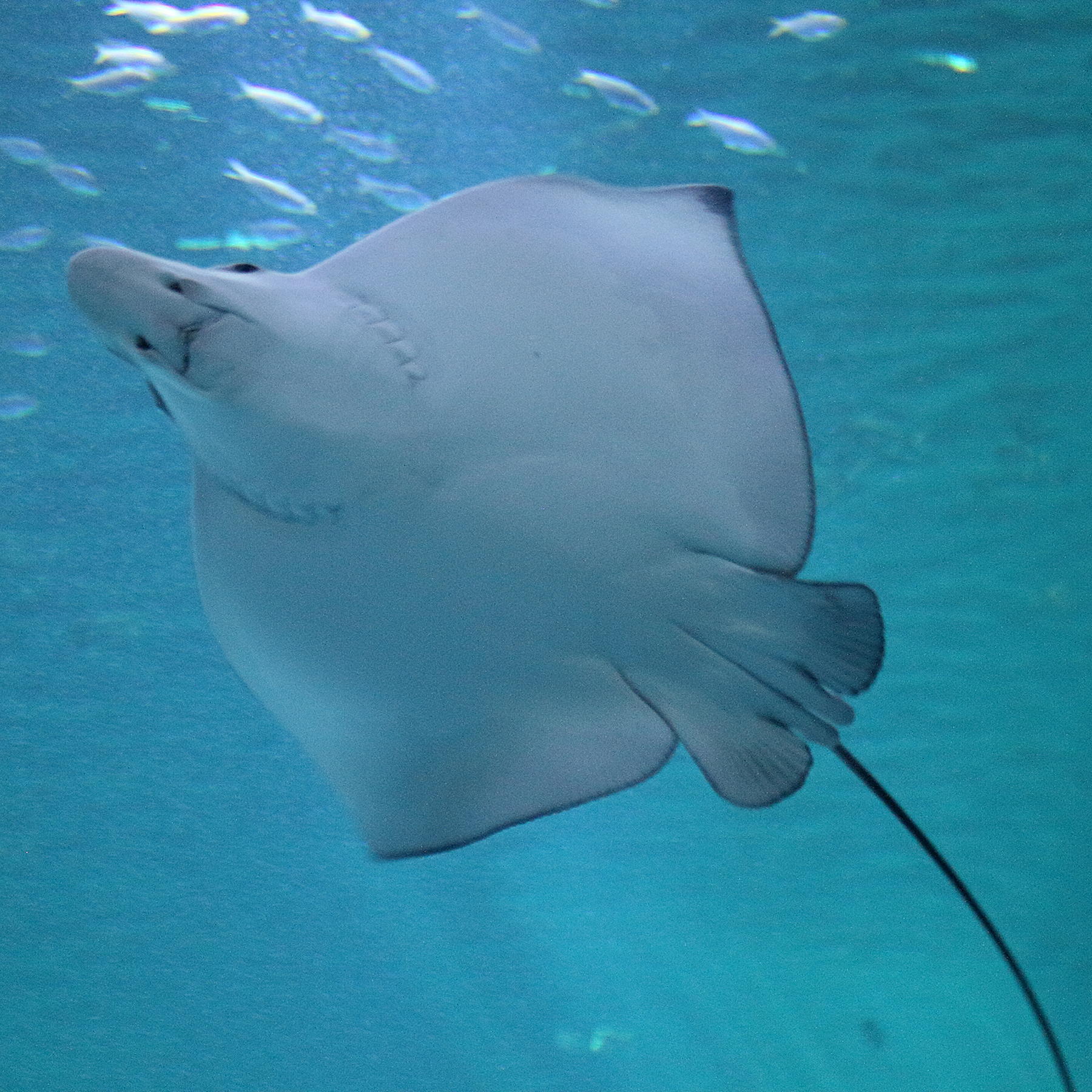 Afficher le média aetobatus_ocellatus3md aetobatus_ocellatus3md