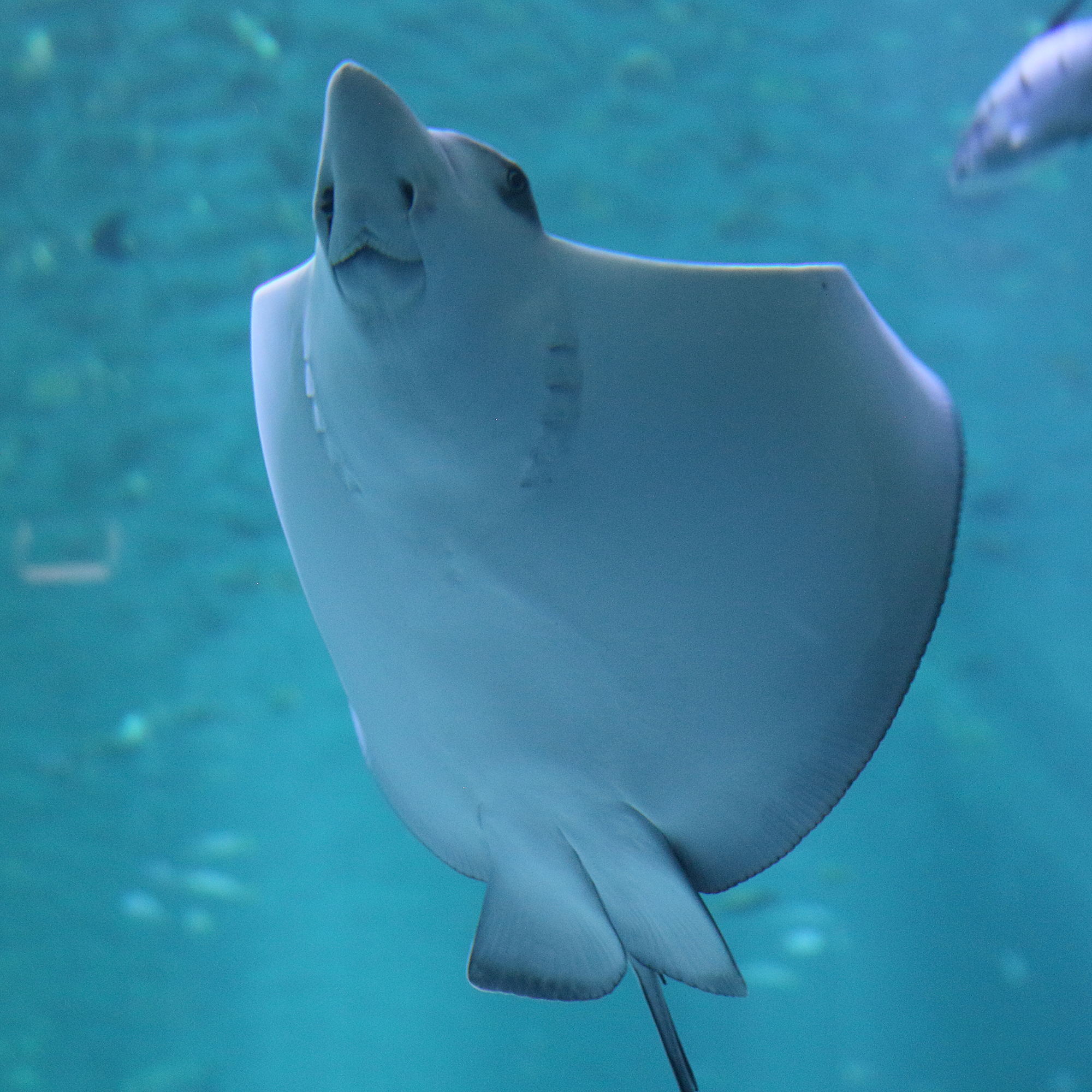 Afficher le média aetobatus_ocellatus4bd aetobatus_ocellatus4bd