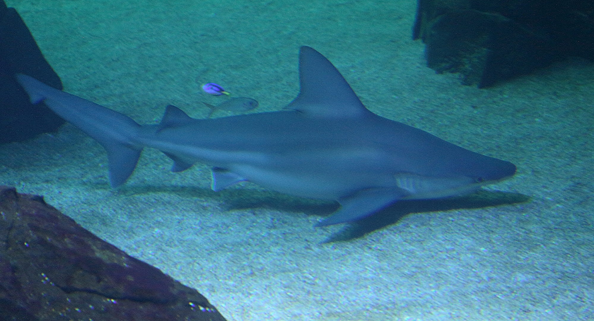 Afficher le média carcharhinus_plumbeus2md carcharhinus_plumbeus2md