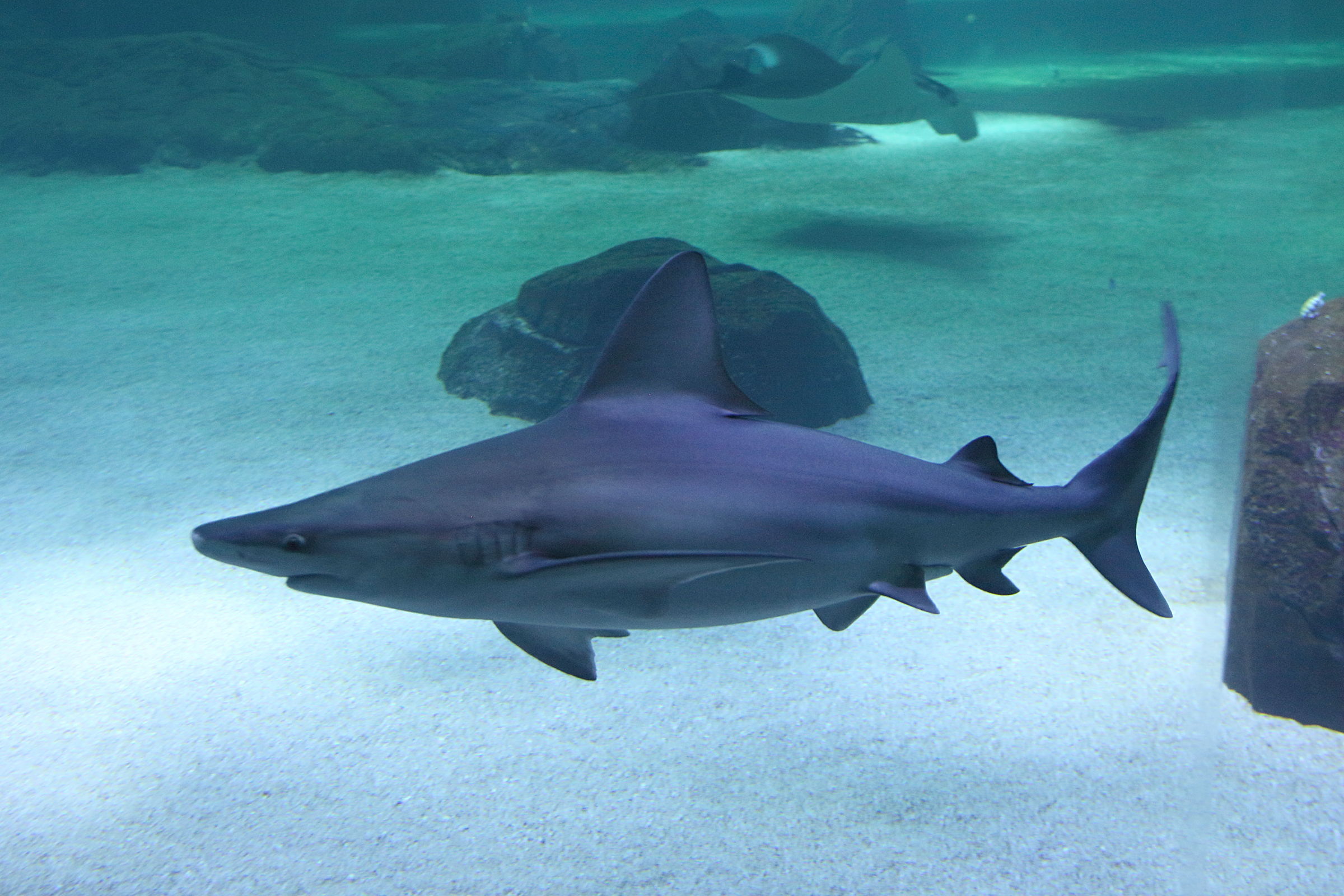 Afficher le média carcharhinus_plumbeus4bd carcharhinus_plumbeus4bd