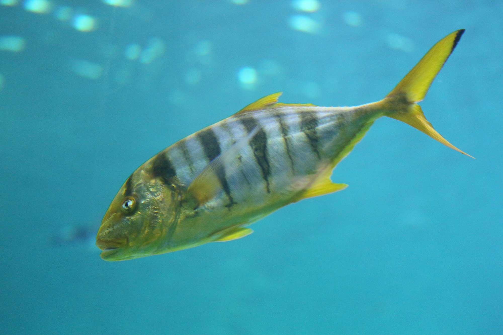 gnathanodon_speciosus5md