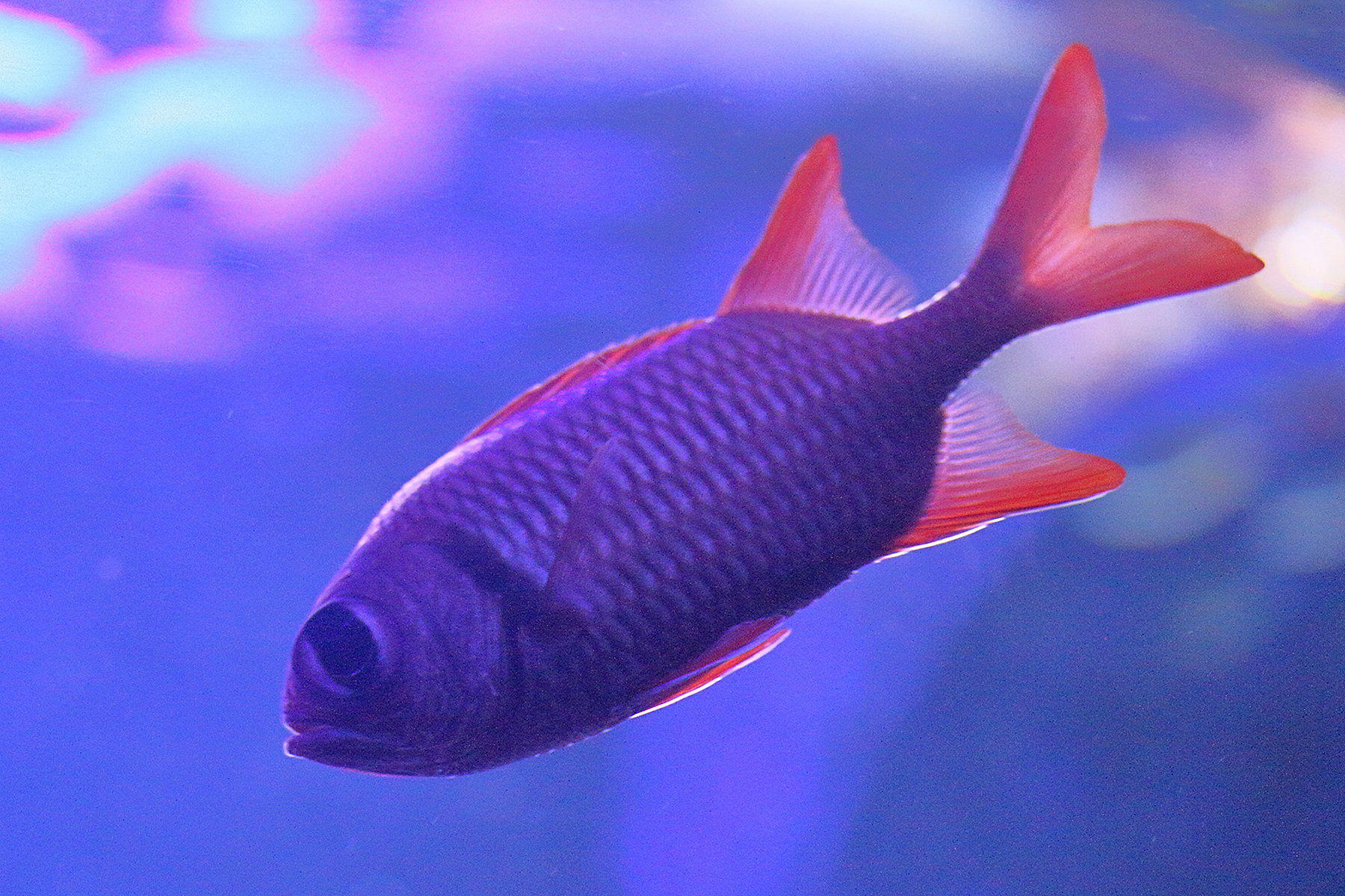 myripristis_amaena2md