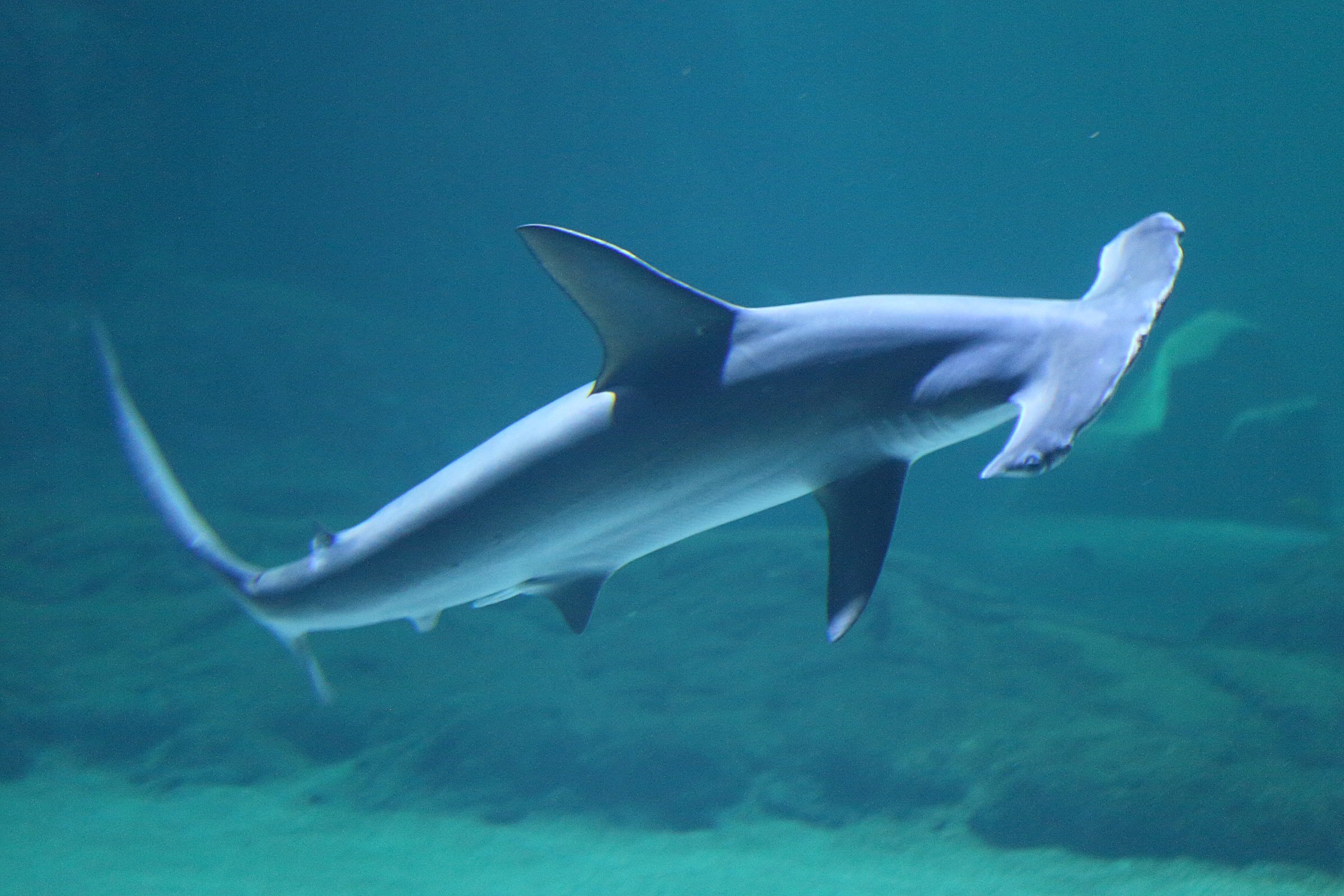 Afficher le média sphyma_lewini1md sphyma_lewini1md