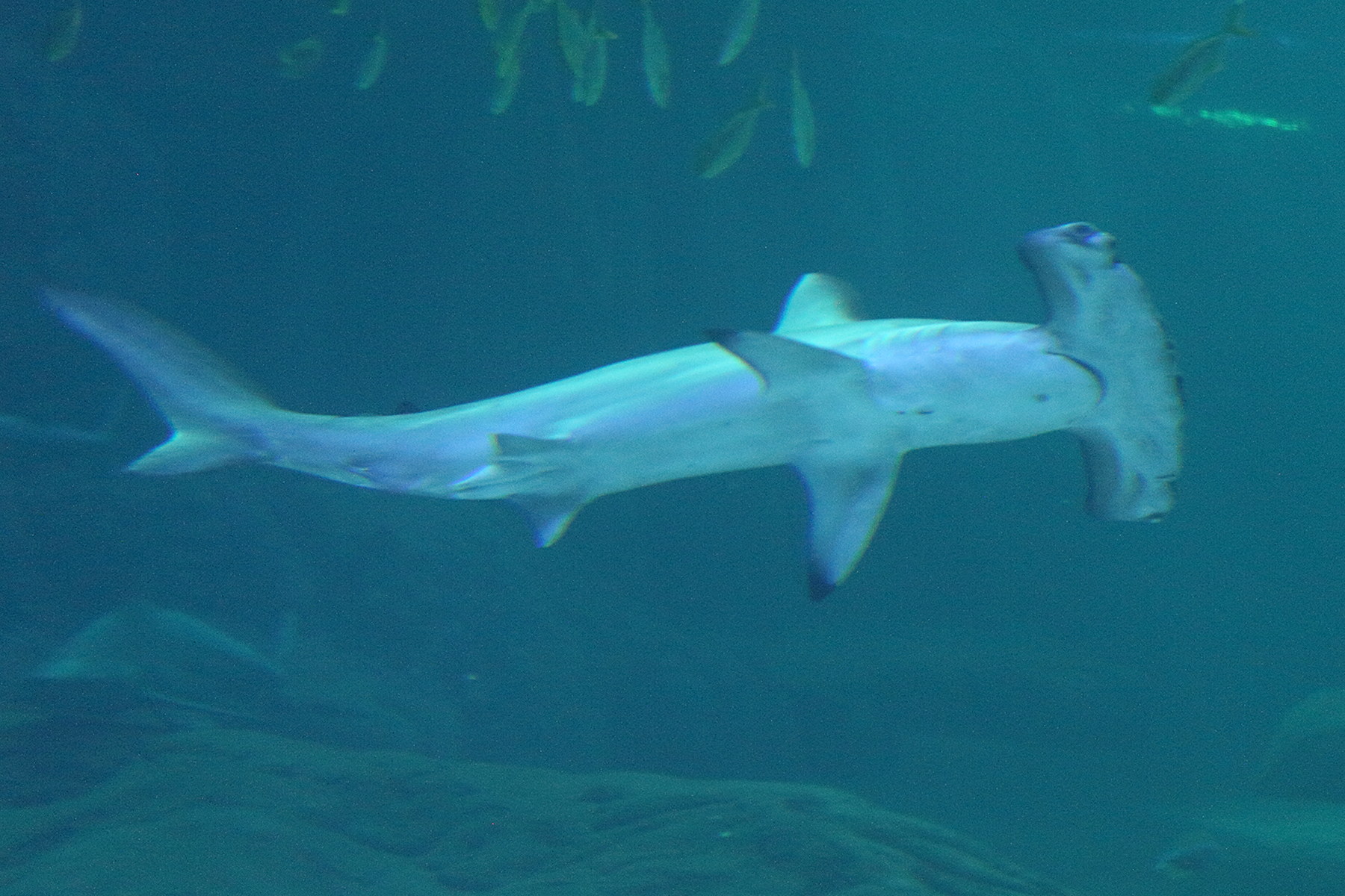 Afficher le média sphyma_lewini2md sphyma_lewini2md