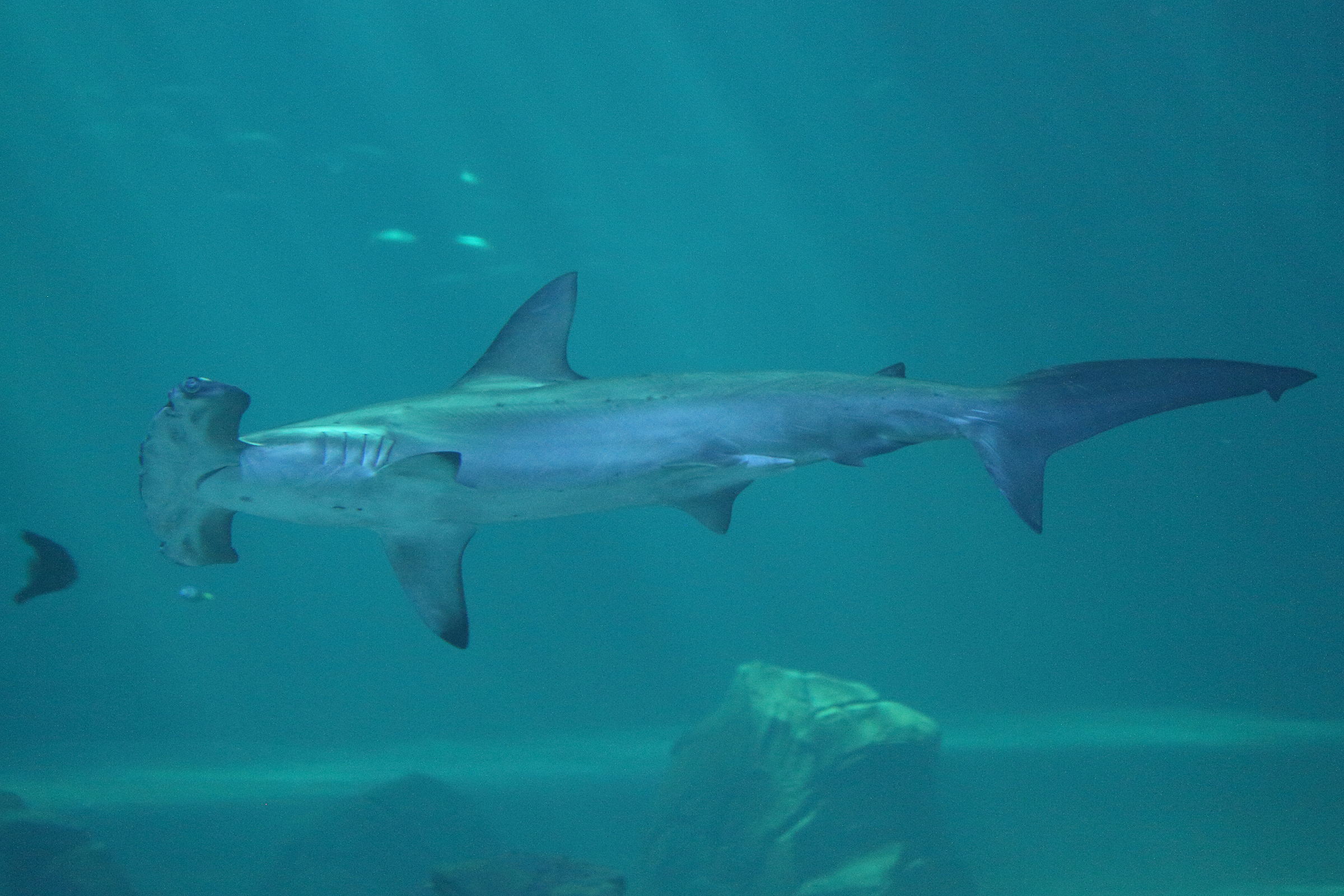 Afficher le média sphyma_lewini3md sphyma_lewini3md