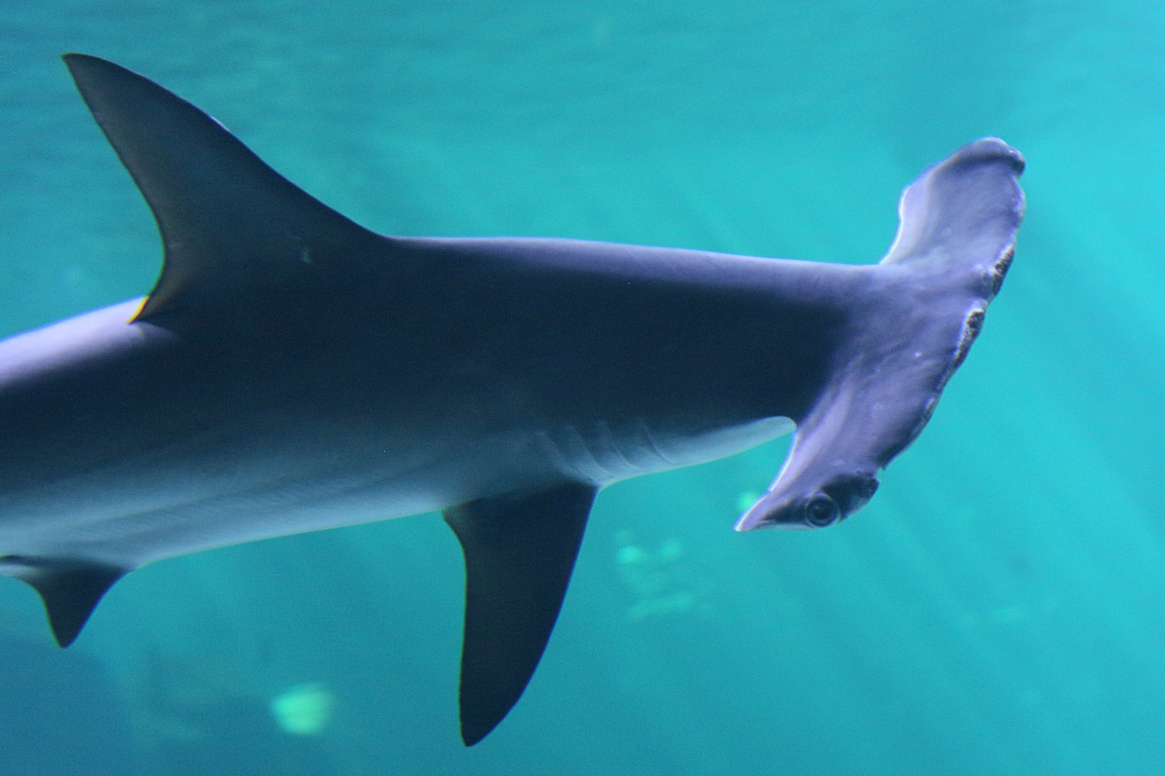 Afficher le média sphyma_lewini4bd sphyma_lewini4bd