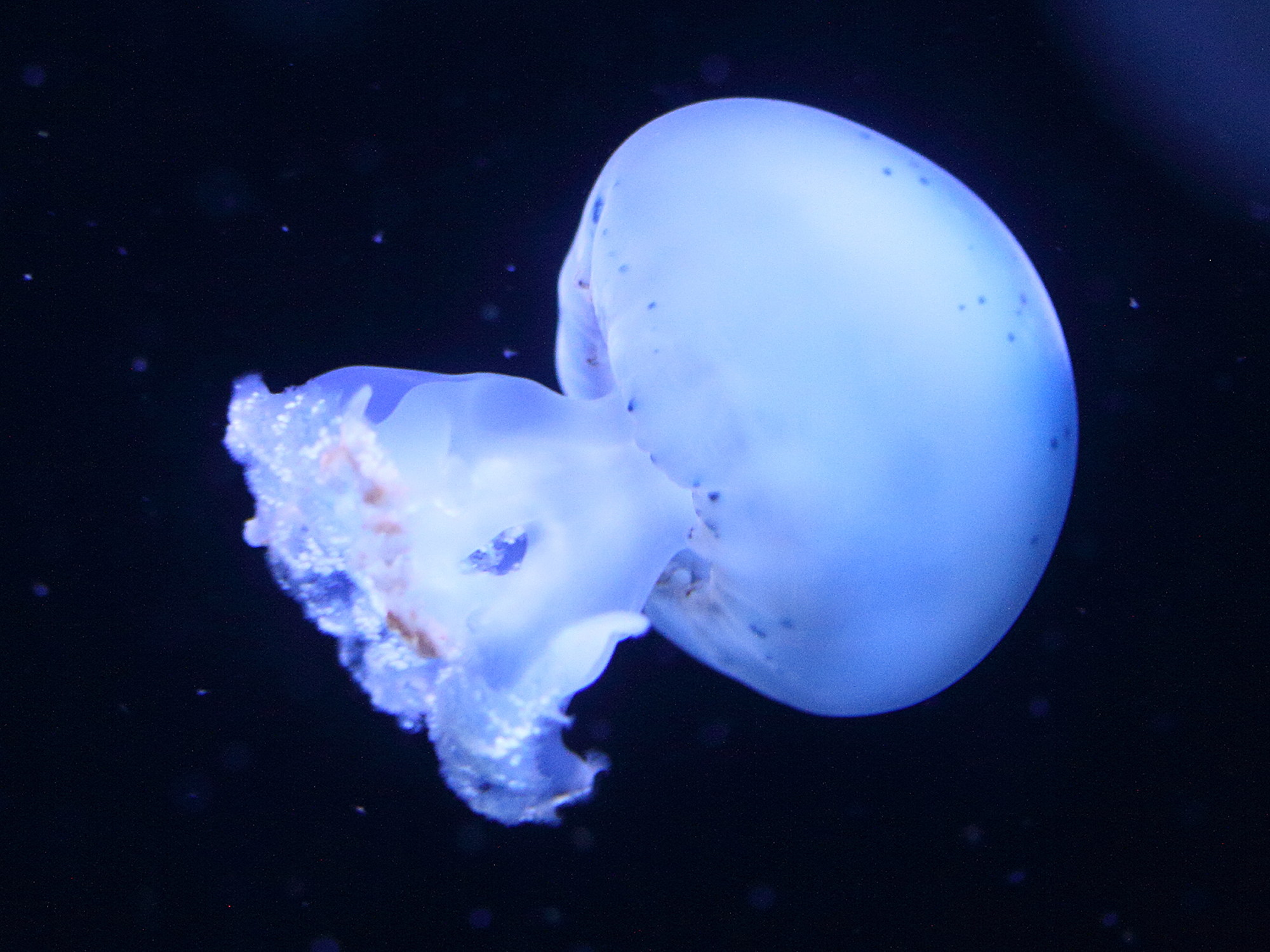 Afficher le média stomolophus_meleagris1md stomolophus_meleagris1md