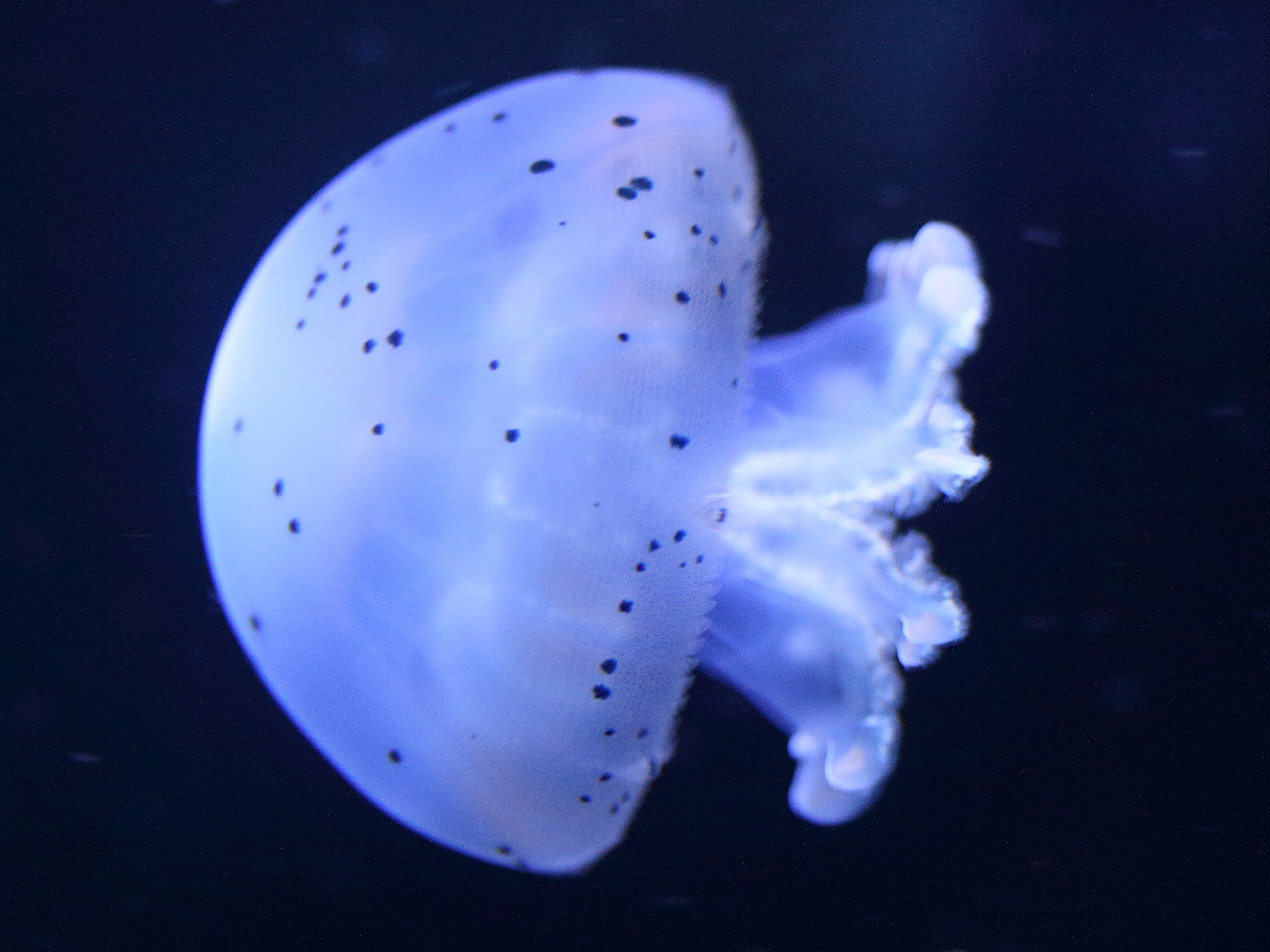 Afficher le média stomolophus_meleagris2md stomolophus_meleagris2md