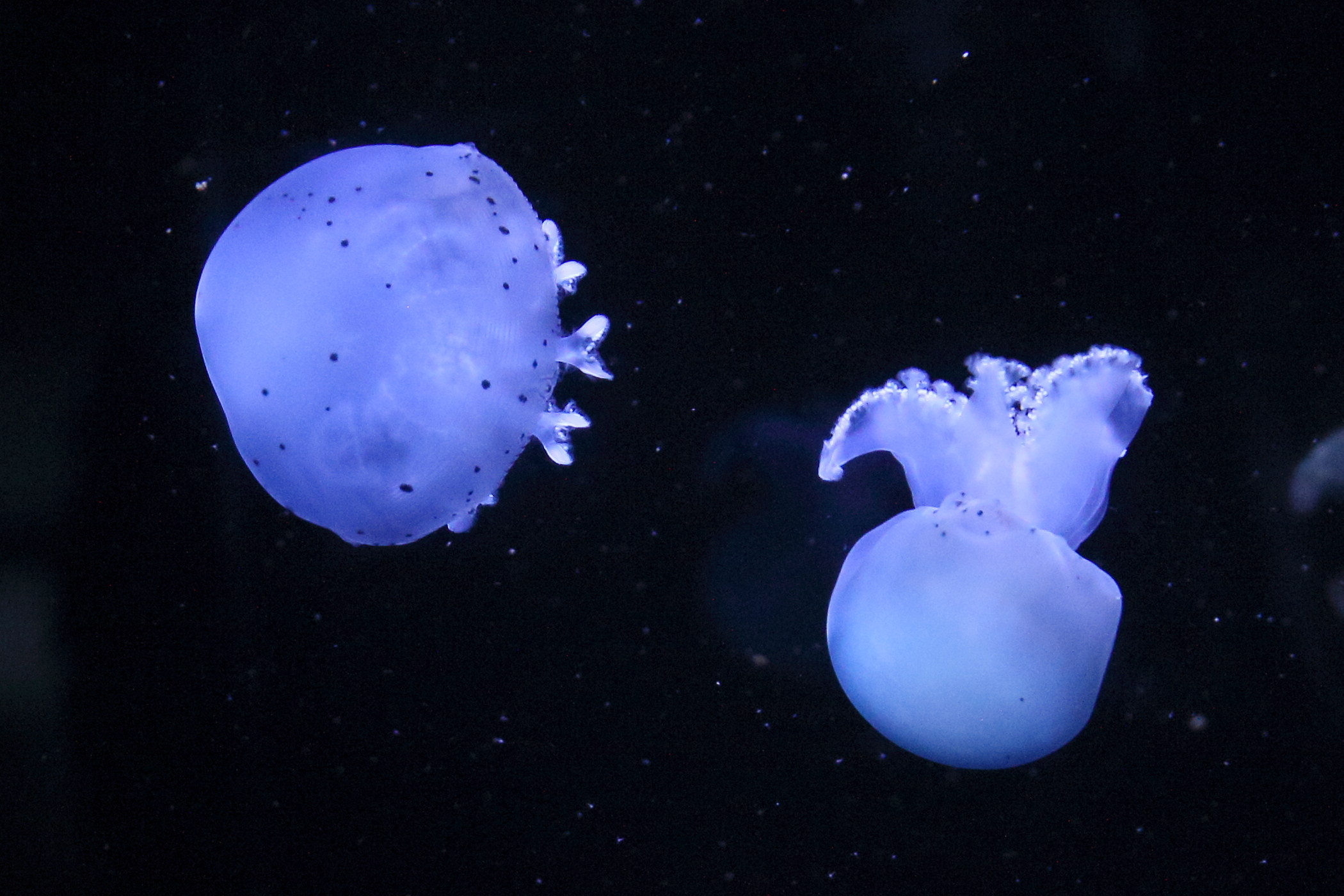 Afficher le média stomolophus_meleagris3bd stomolophus_meleagris3bd