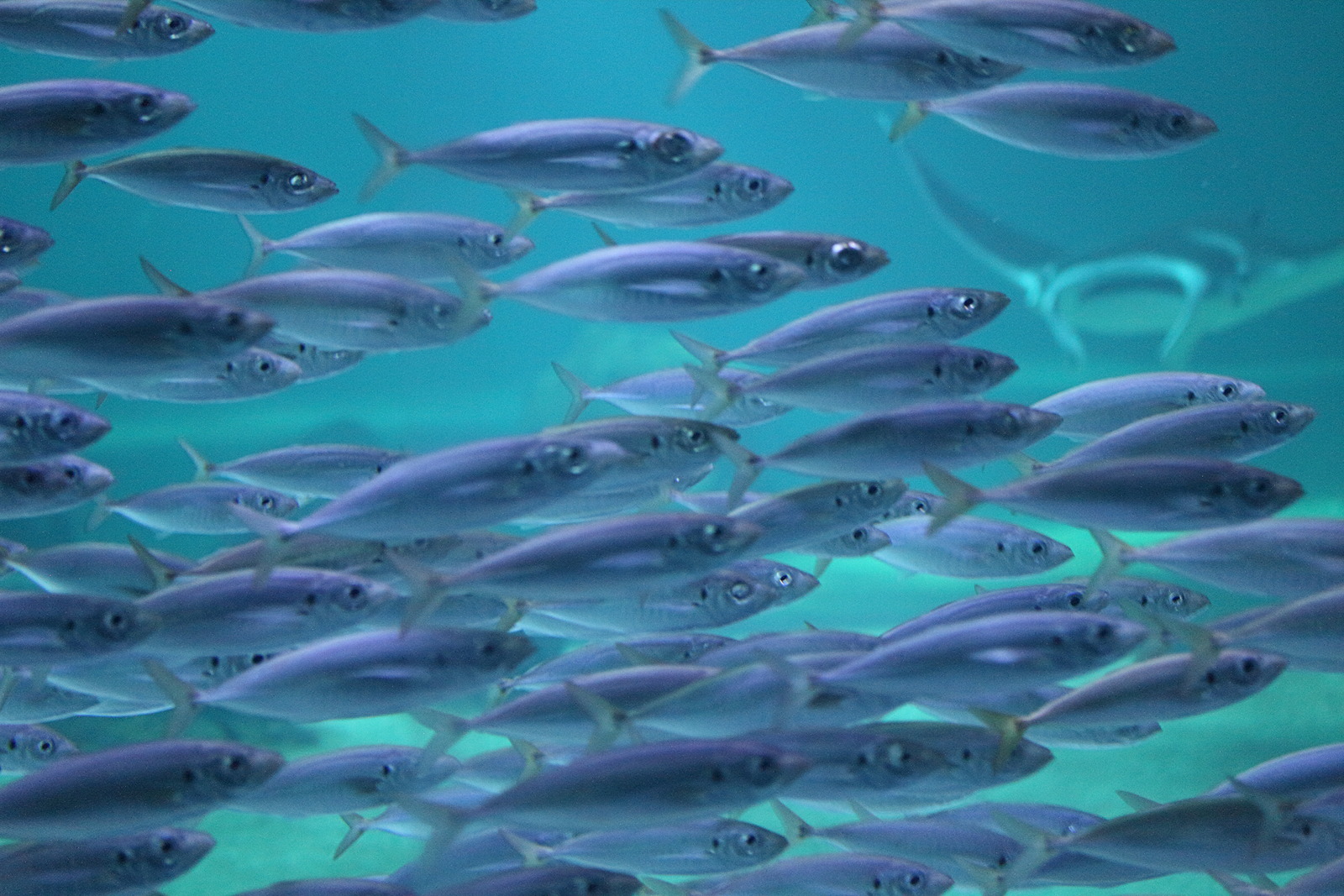 trachurus_picturatus1md