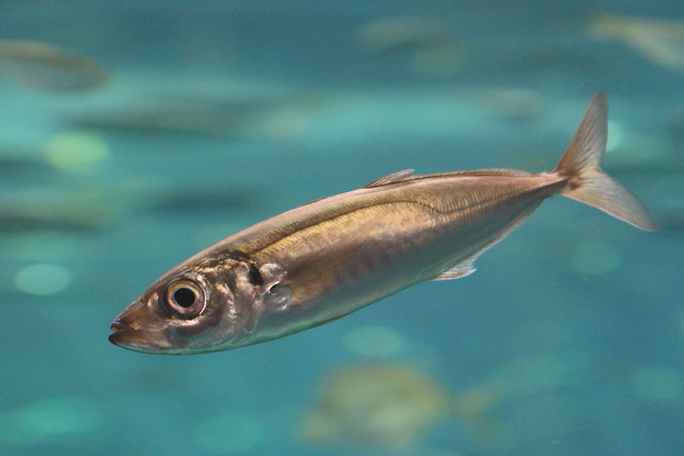 trachurus_picturatus2bd