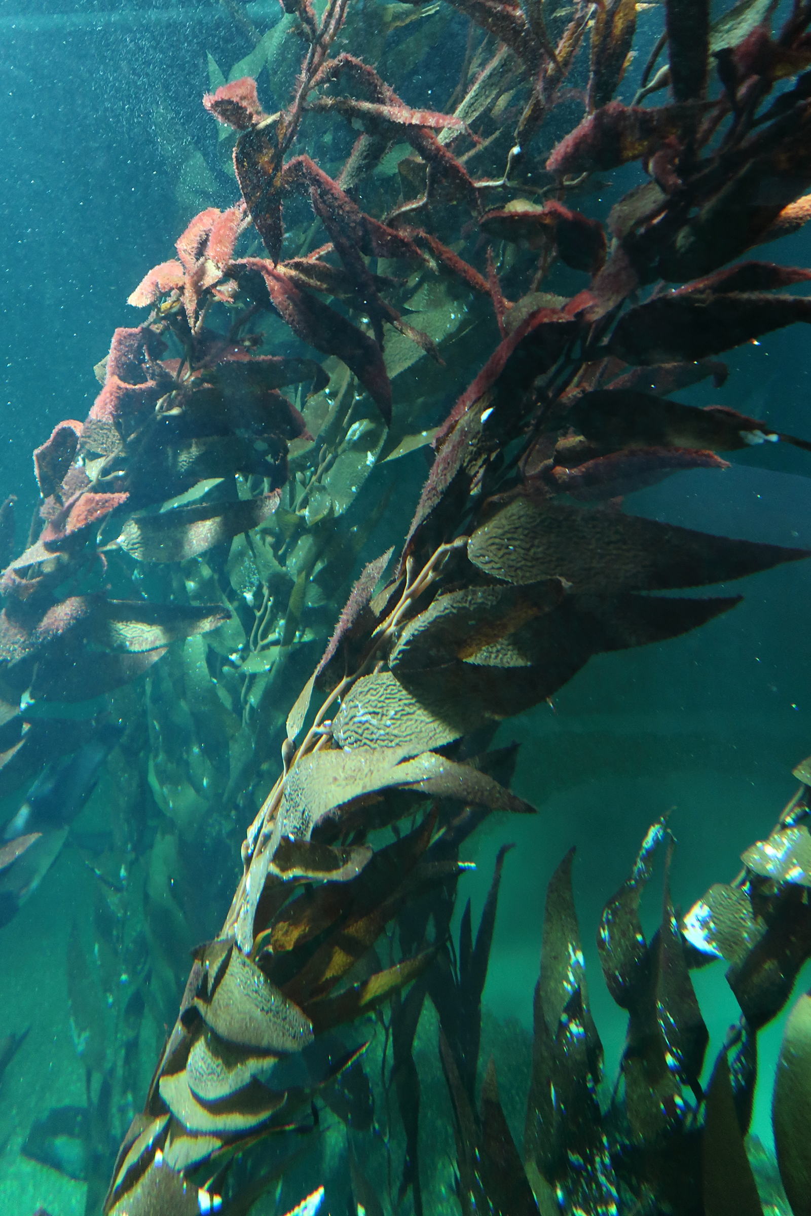 macrocystis_pyrifera1md