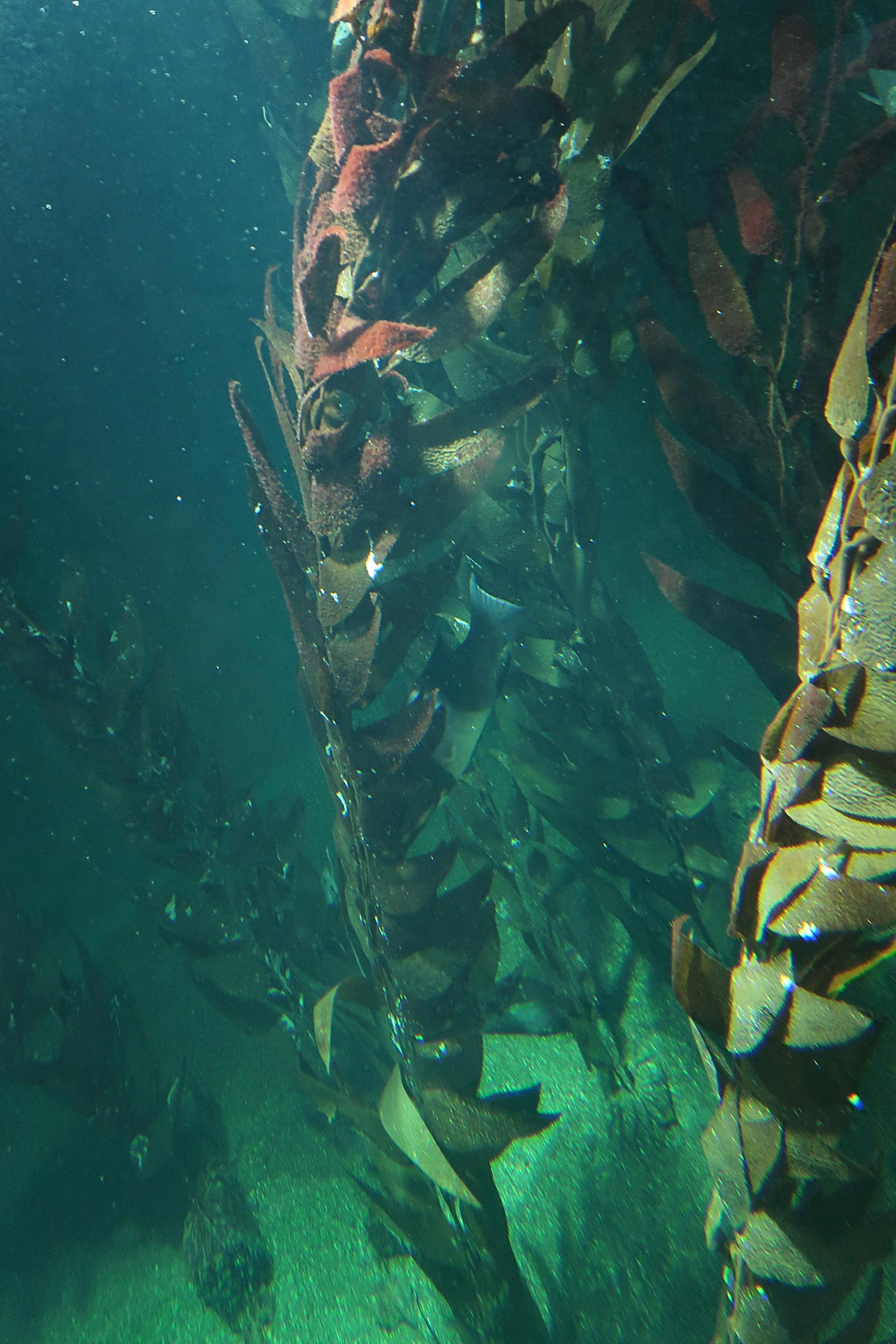 macrocystis_pyrifera2md