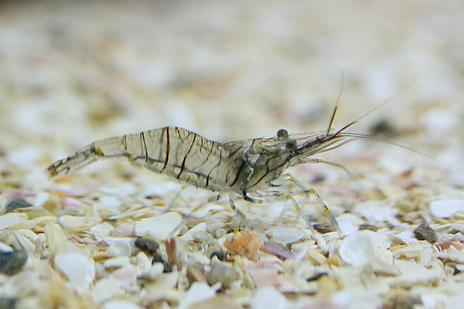 Afficher le média palaemon_elegans3md palaemon_elegans3md