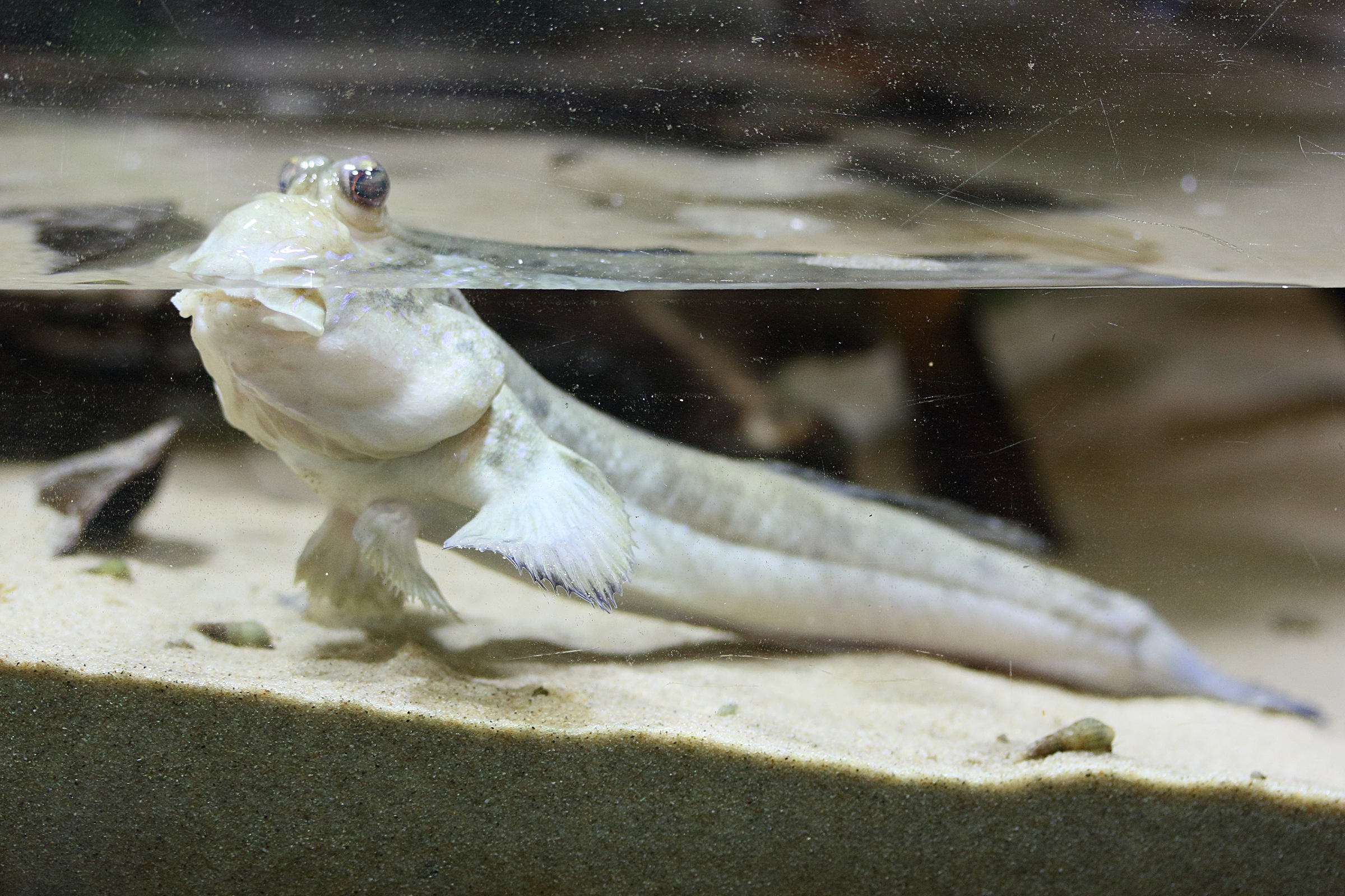 Afficher le média periophthalmus_barbarusmd periophthalmus_barbarusmd