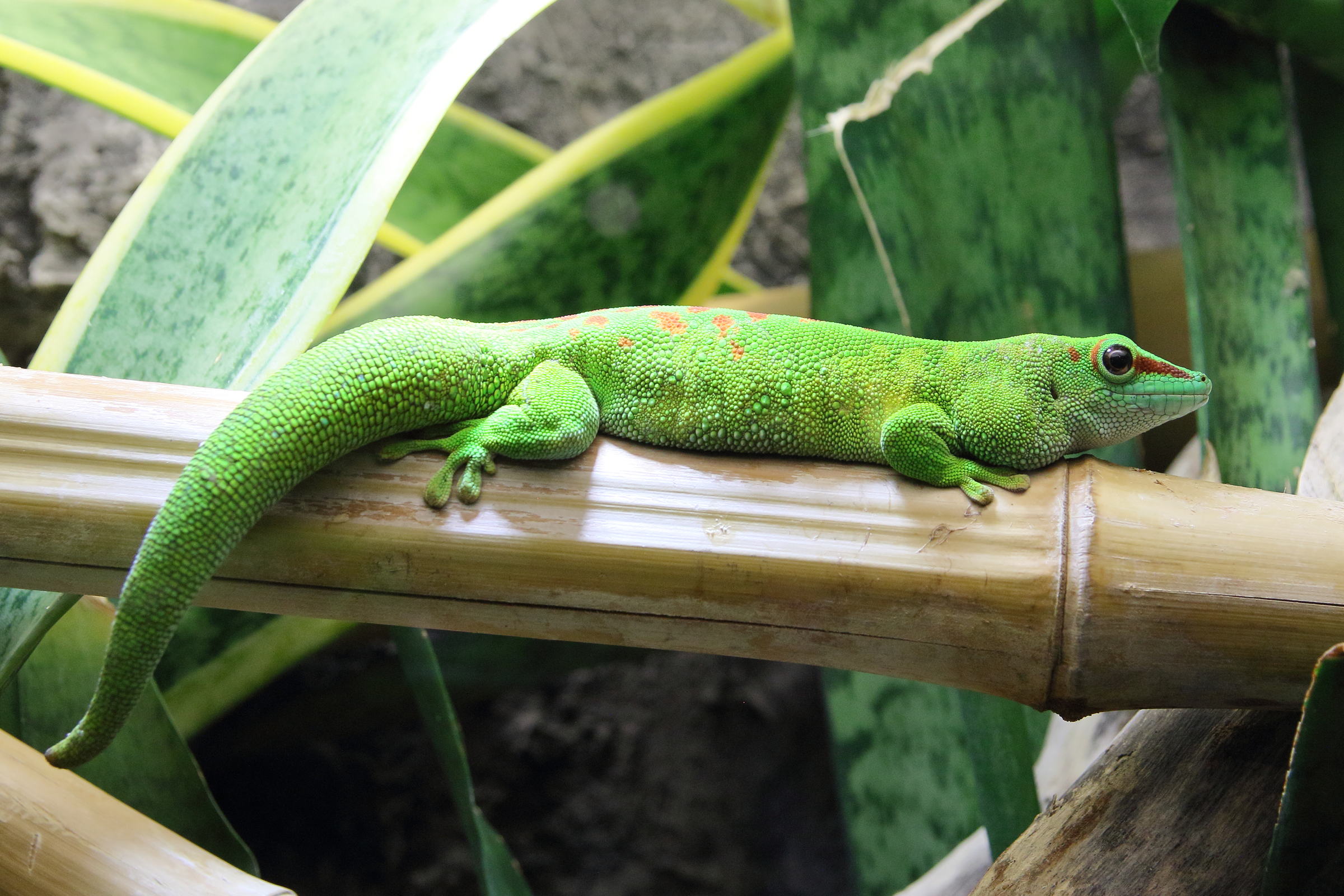 phelsuma_grandis2bd