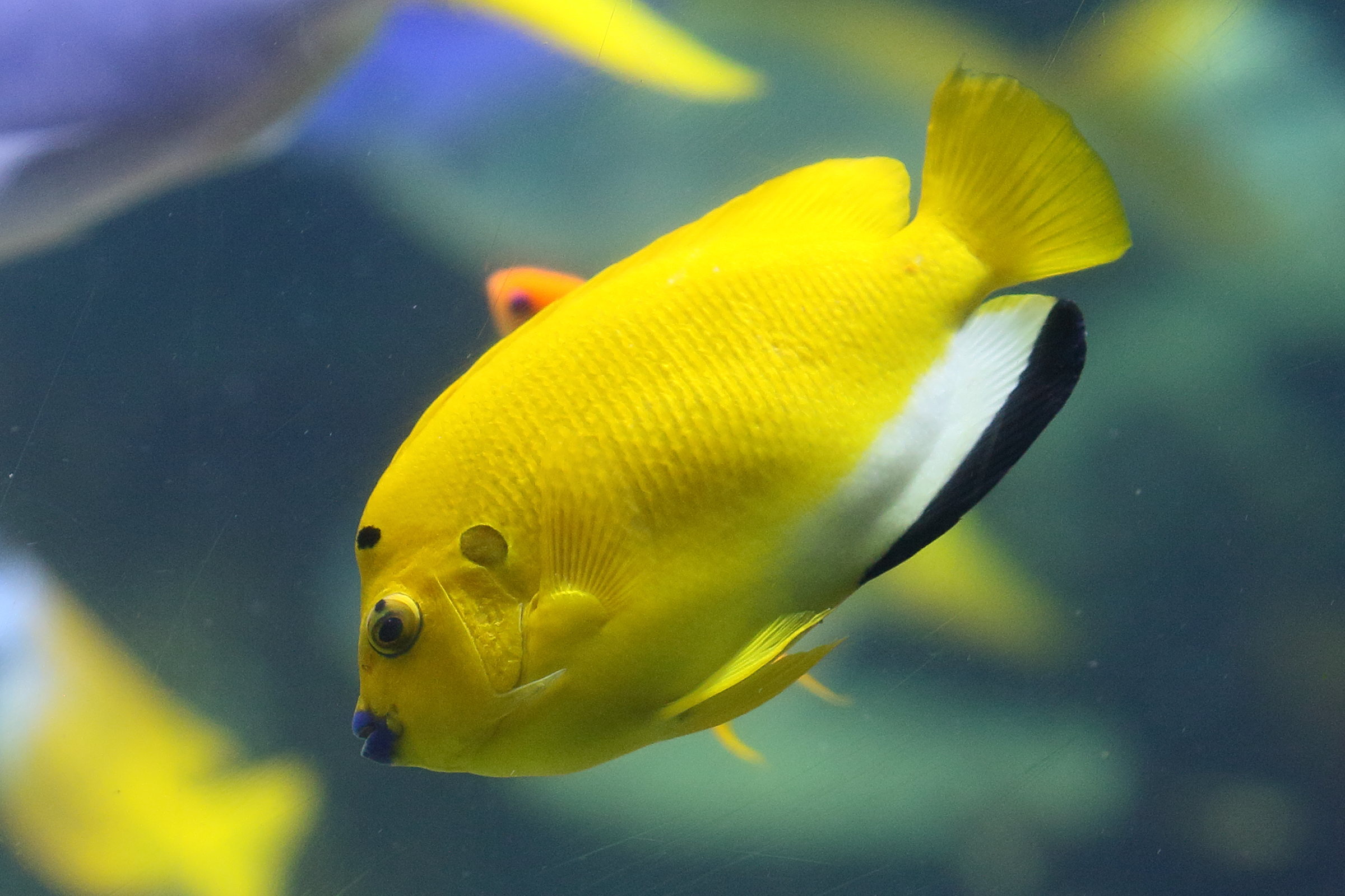 Afficher le média apolemichthys_trimaculatus3bd apolemichthys_trimaculatus3bd