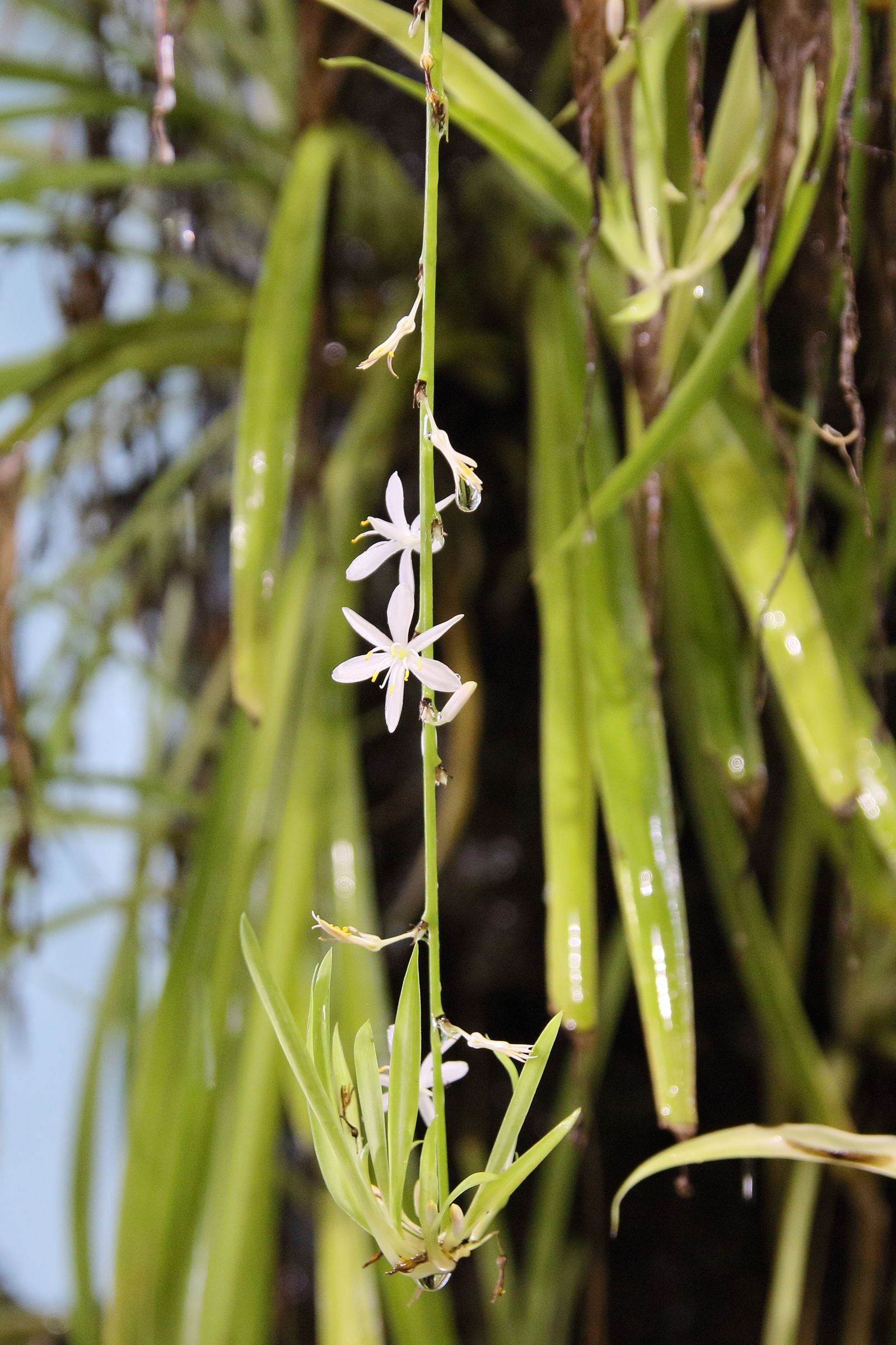 chlorophytum_comosum4bd