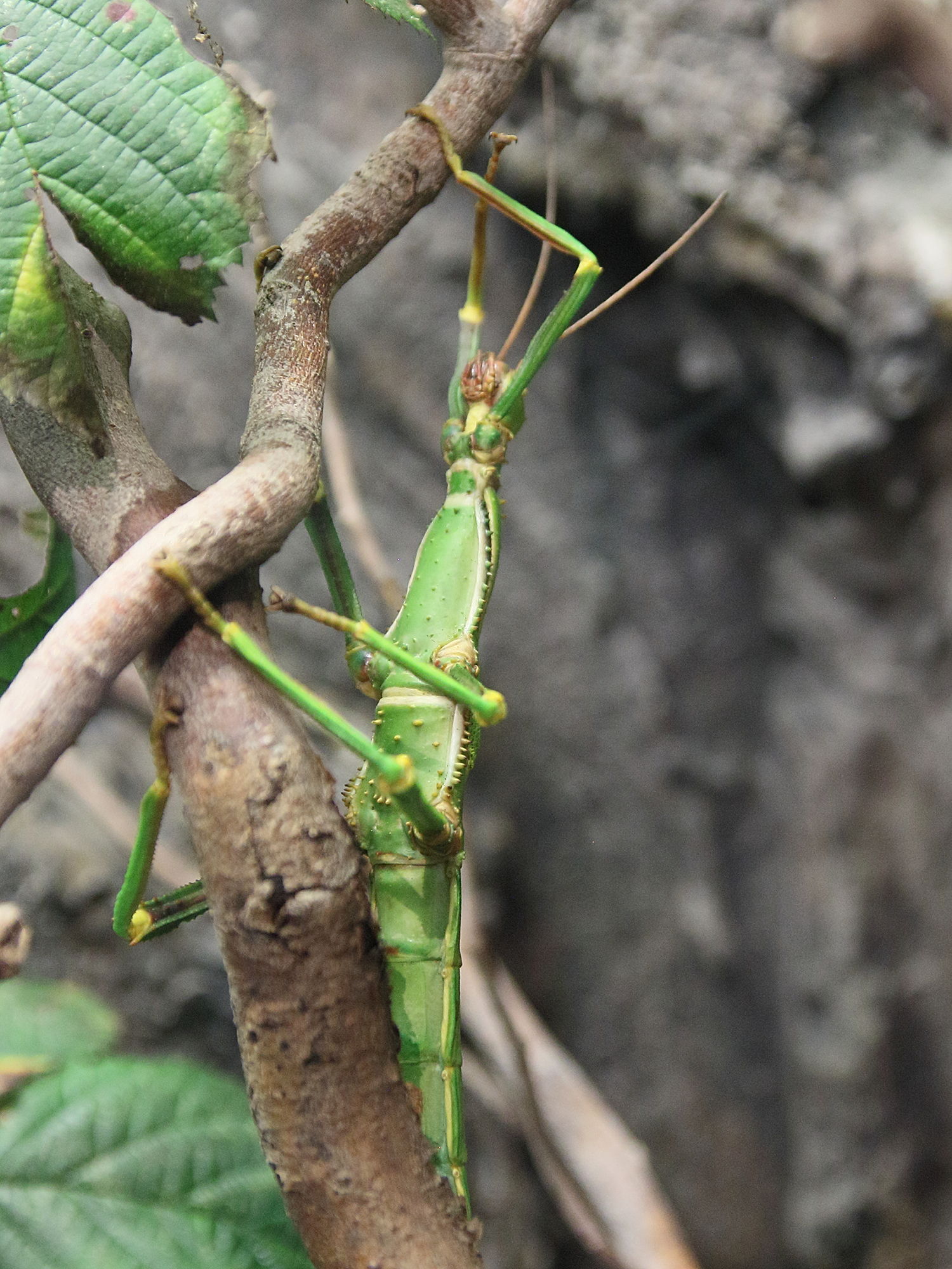 Afficher le média diapherodes_gigantea1bd diapherodes_gigantea1bd