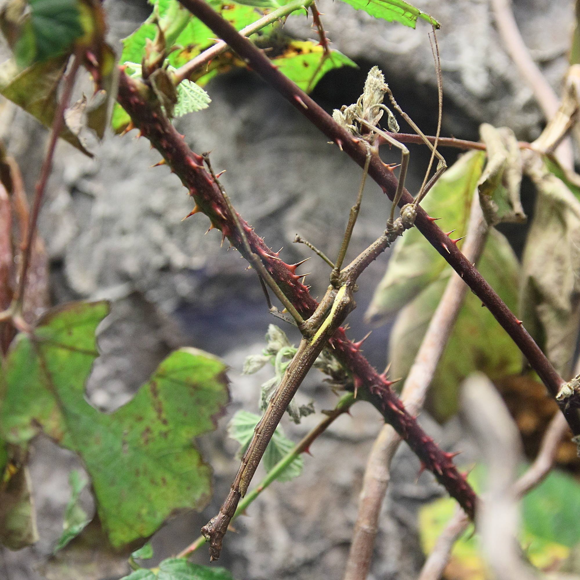 Afficher le média diapherodes_gigantea2bd diapherodes_gigantea2bd