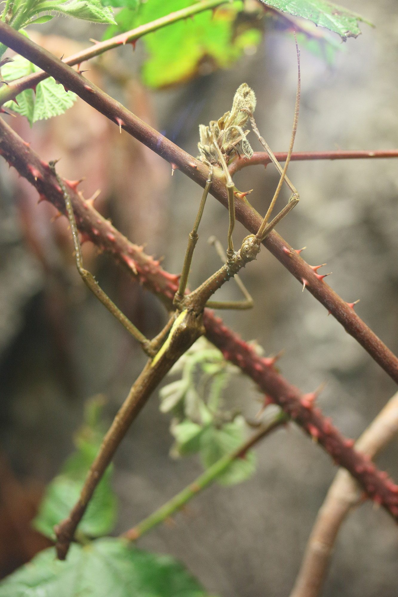 Afficher le média diapherodes_gigantea3md diapherodes_gigantea3md