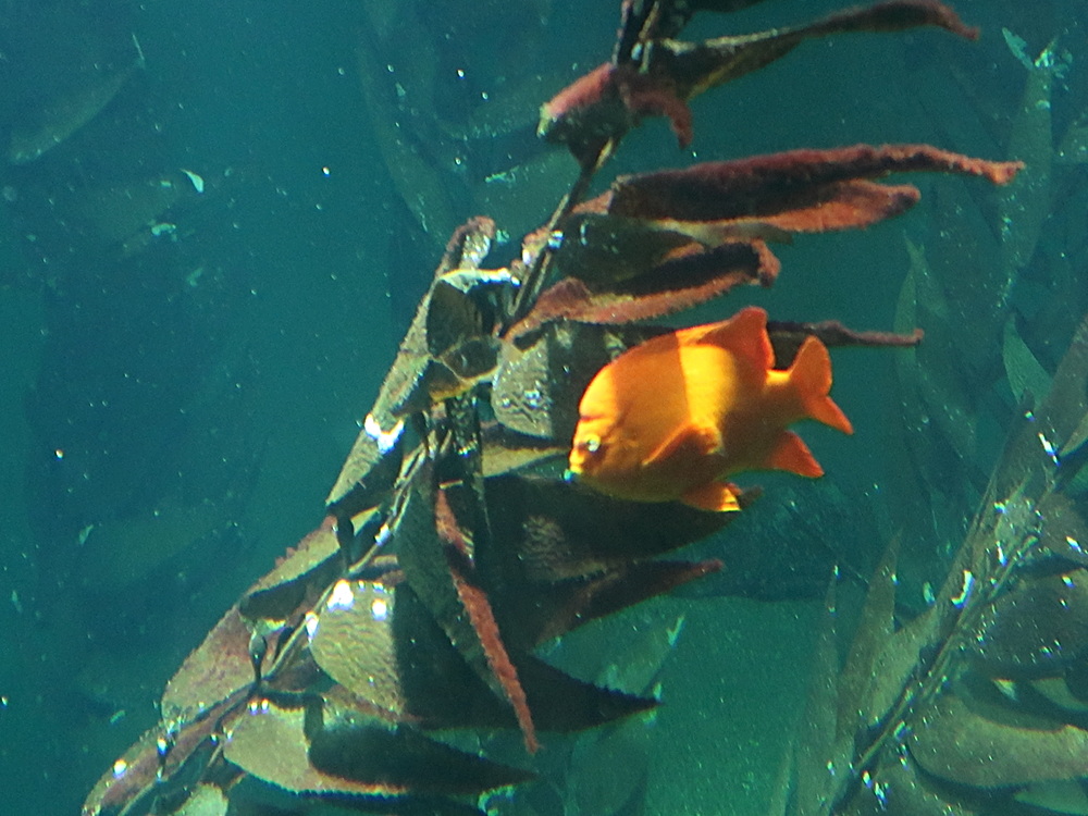 Afficher le média hypsypops_rubicundus1md hypsypops_rubicundus1md