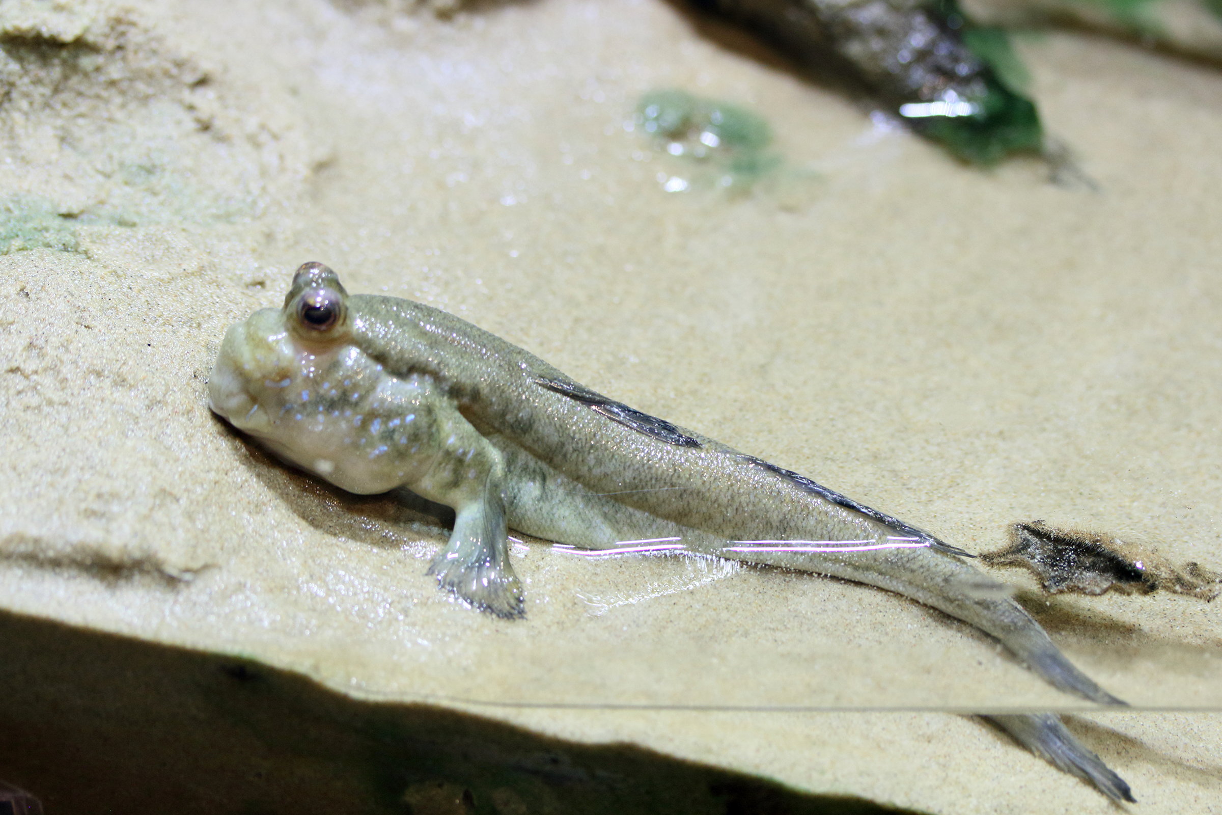 Afficher le média periophthakmus_barbarus4md periophthakmus_barbarus4md