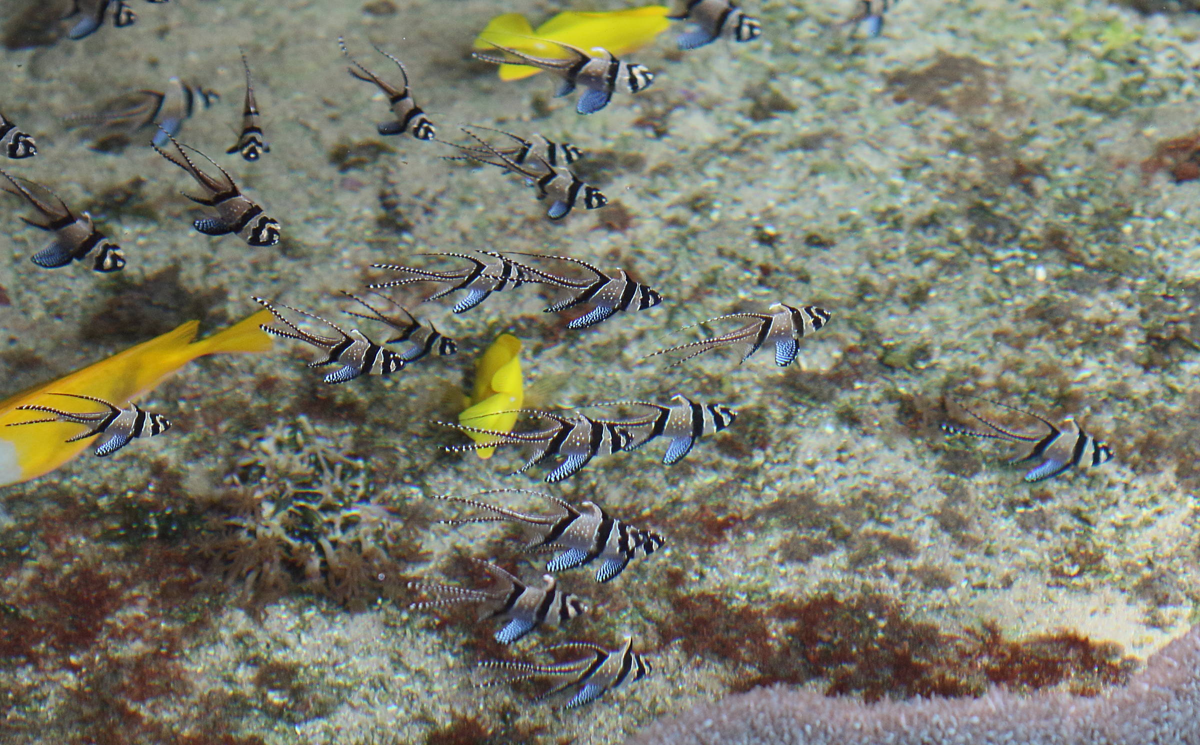 Afficher le média pterapogon_kauderni-2bdjpg pterapogon_kauderni-2bdjpg