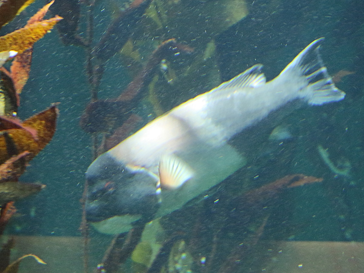 semicossyphus_pulcher1bd