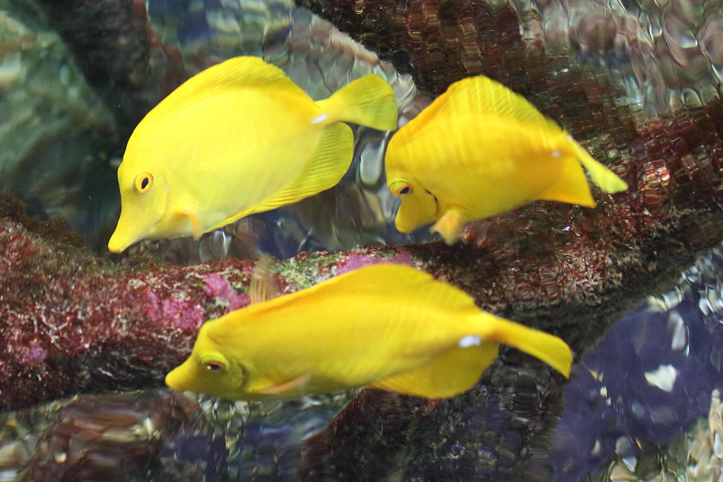 zebrasoma_flavescens3md