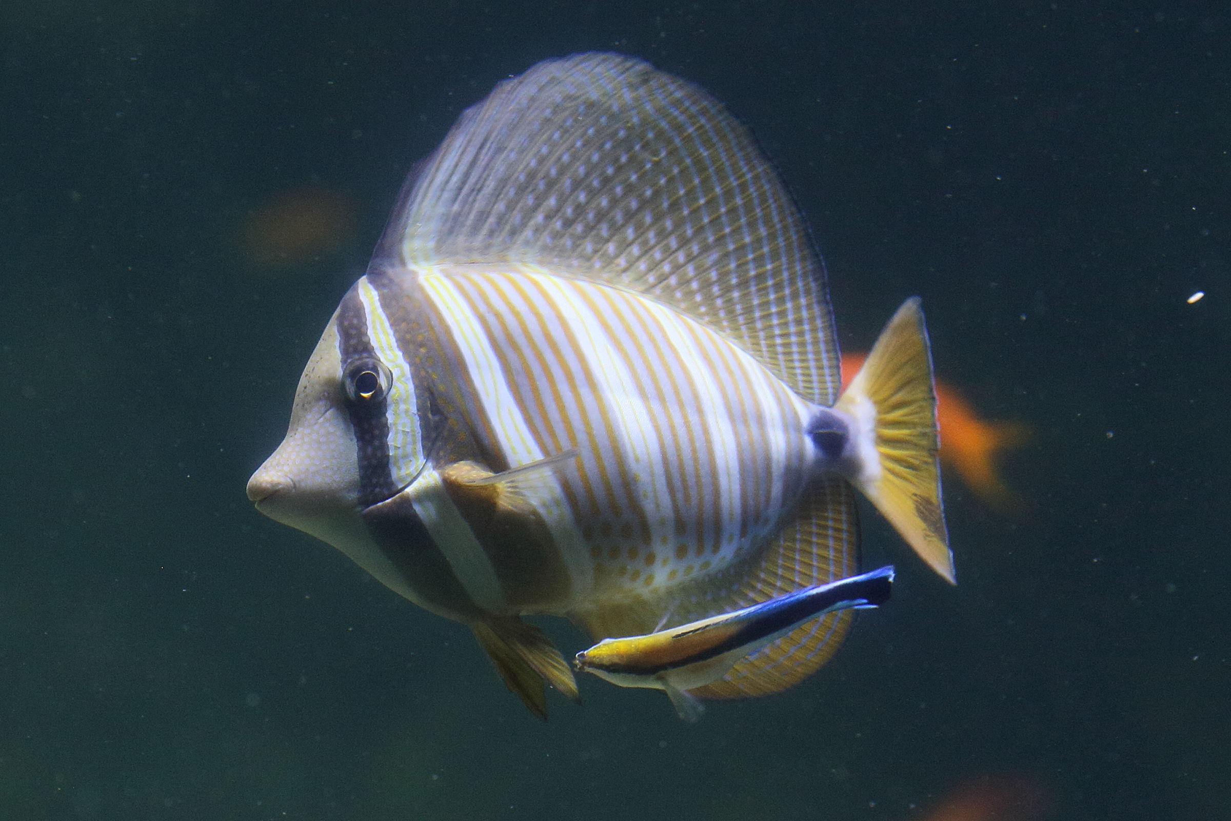 zebrasoma_velifer5bd