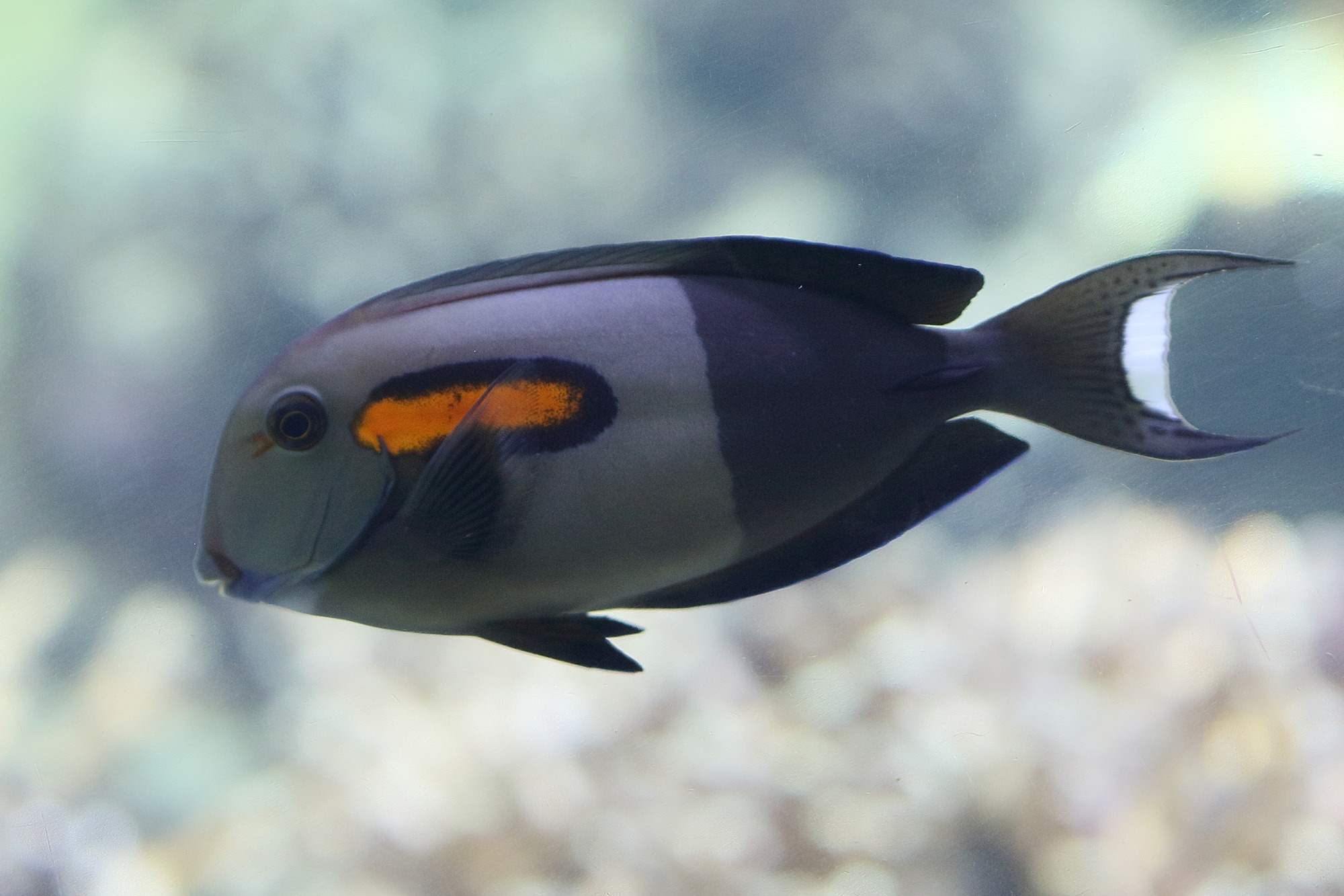 acanthurus_olivaceus3bd
