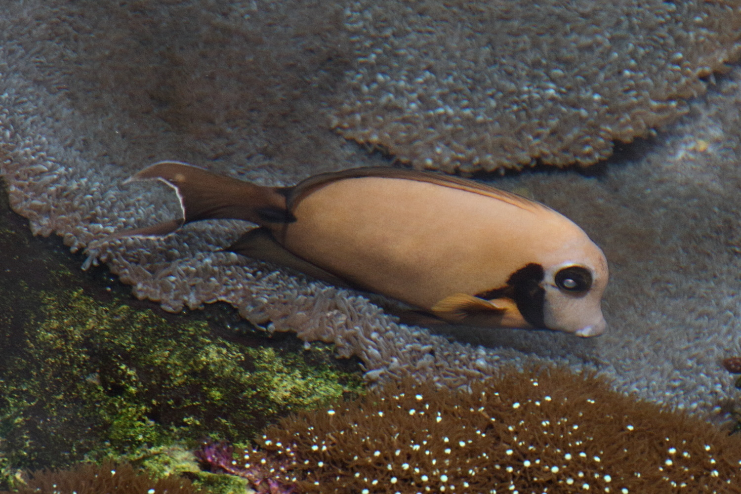 Afficher le média acanthurus_pyroferus2md acanthurus_pyroferus2md