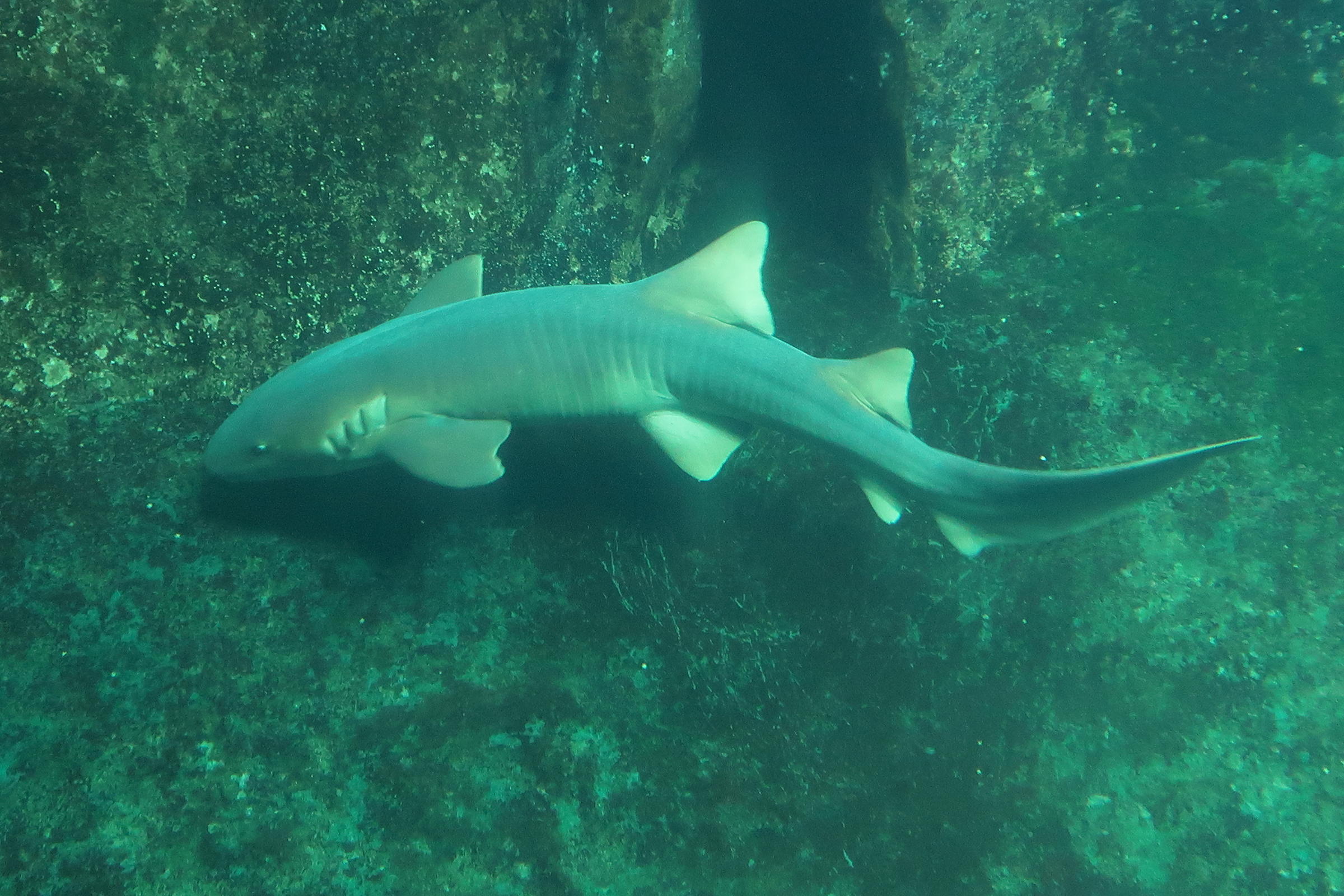 Afficher le média ginglymostoma_cirratum4md ginglymostoma_cirratum4md