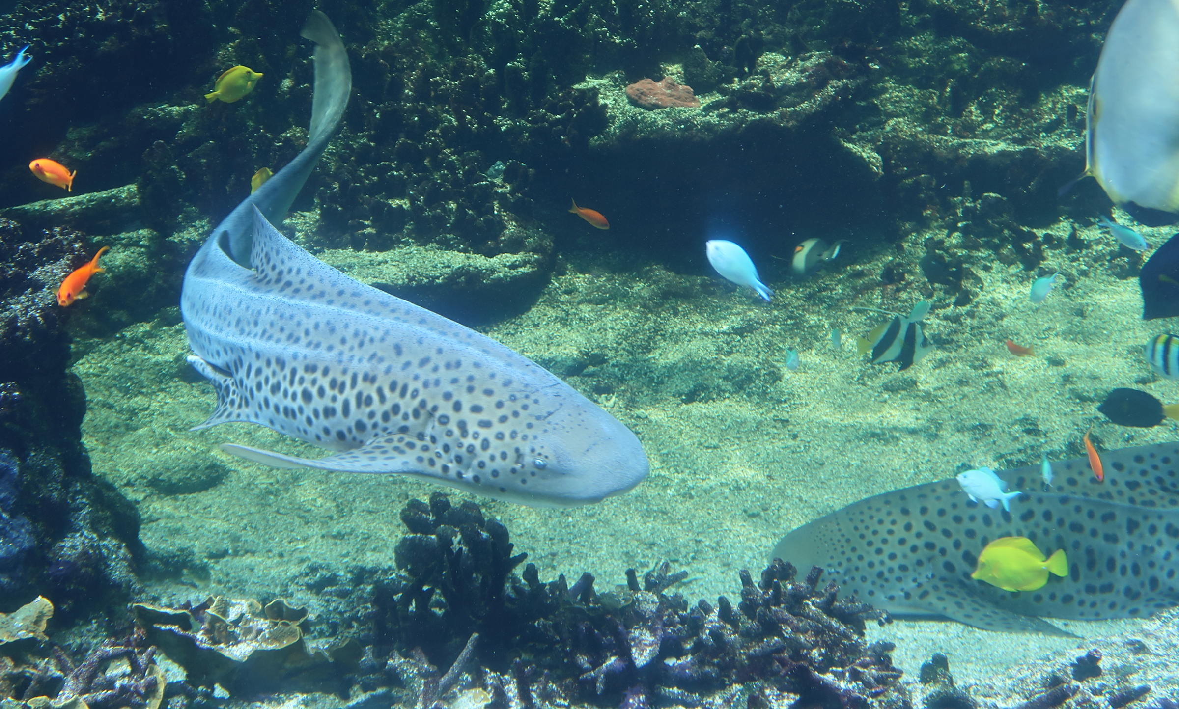 Afficher le média stegostoma_fasciatum1md stegostoma_fasciatum1md