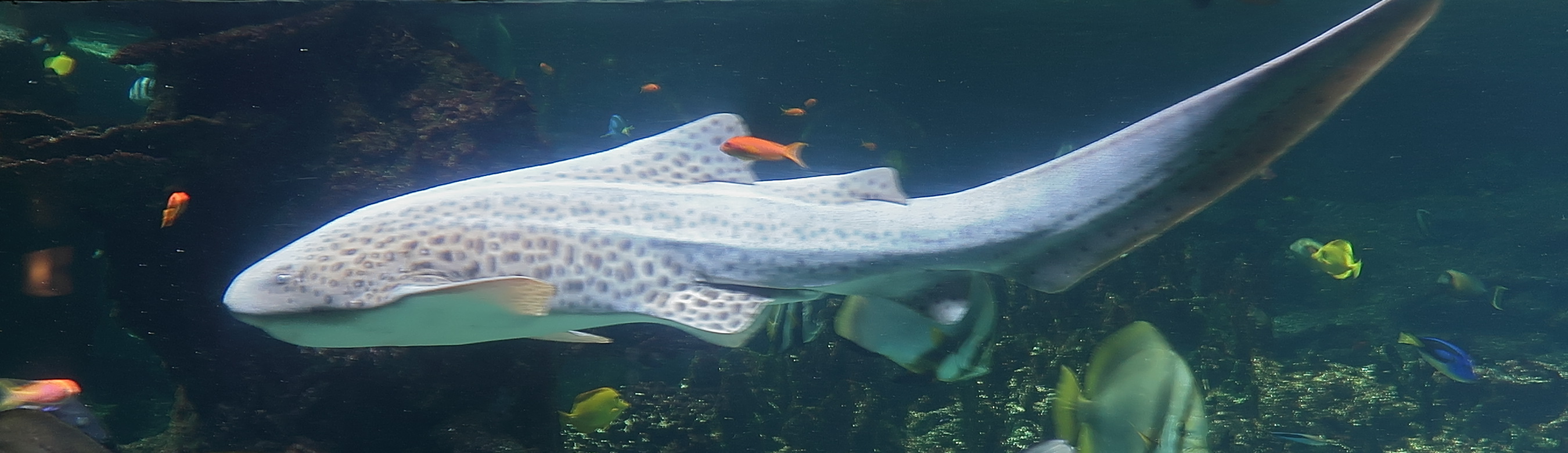 Afficher le média stegostoma_fasciatum5md stegostoma_fasciatum5md