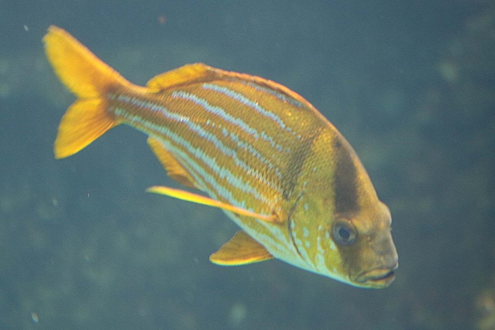 anisotremus_virginicus4md