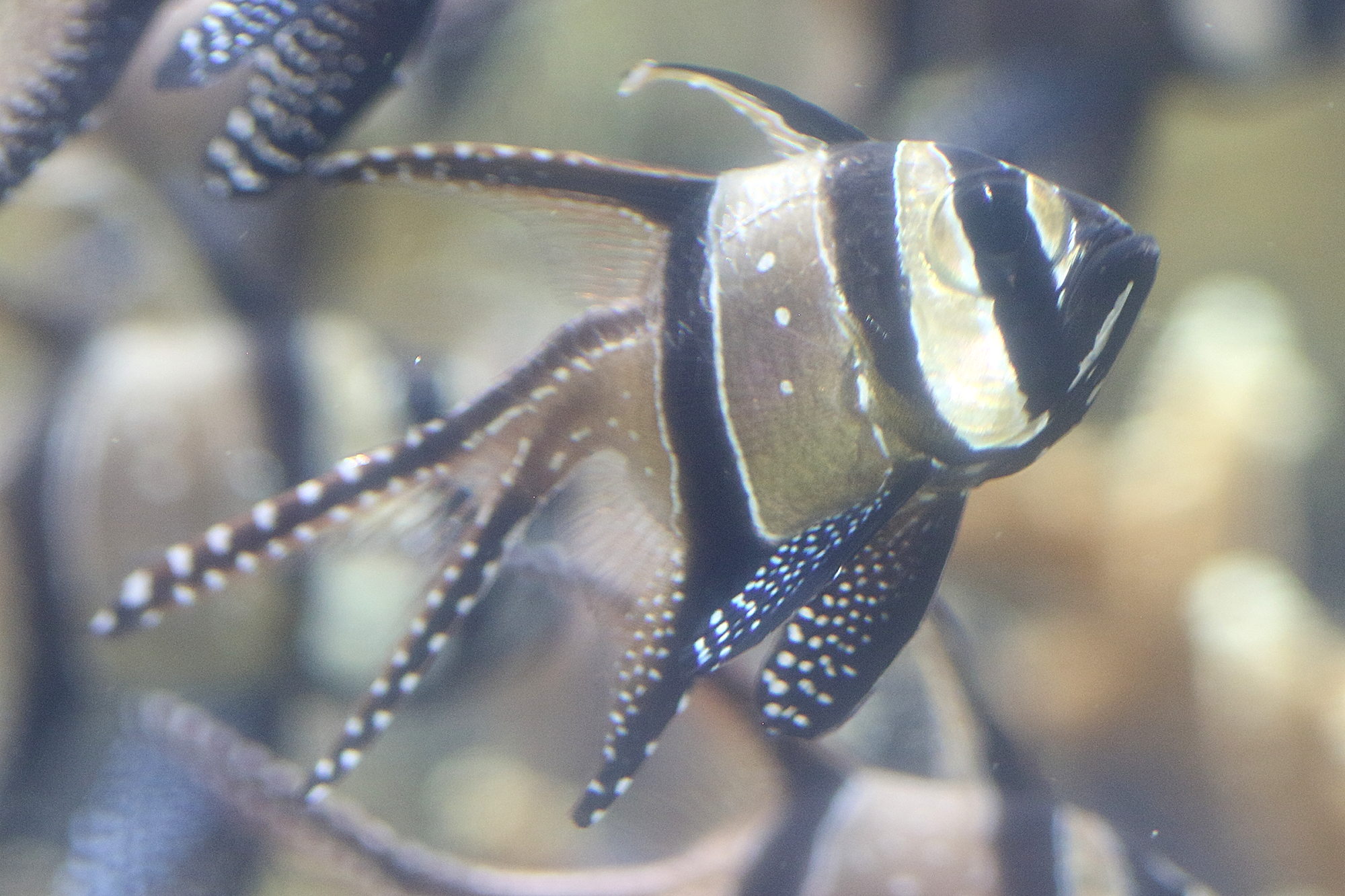 Afficher le média pterapogon_kauderni3bd pterapogon_kauderni3bd