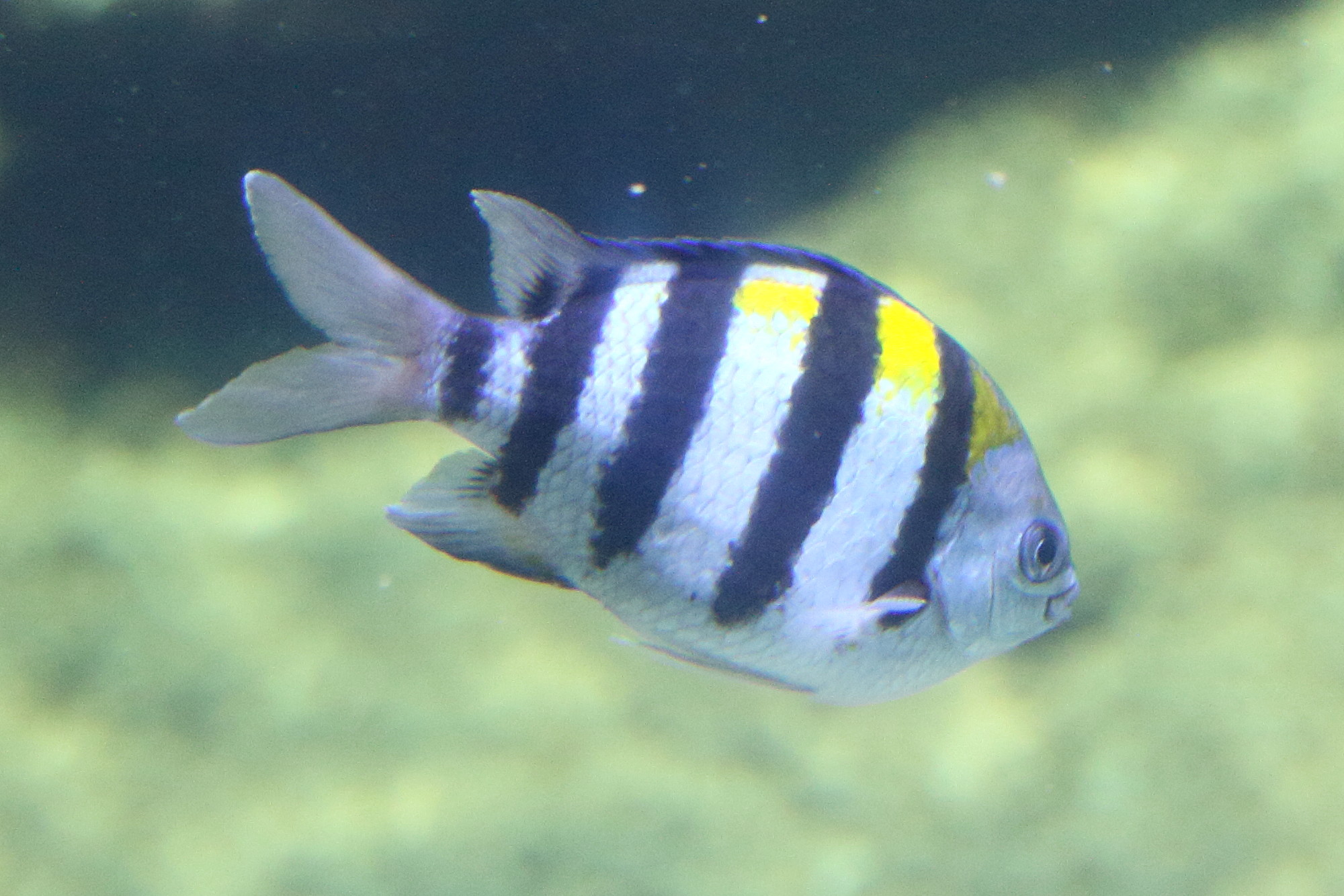 abudefduf_valgiensis2md