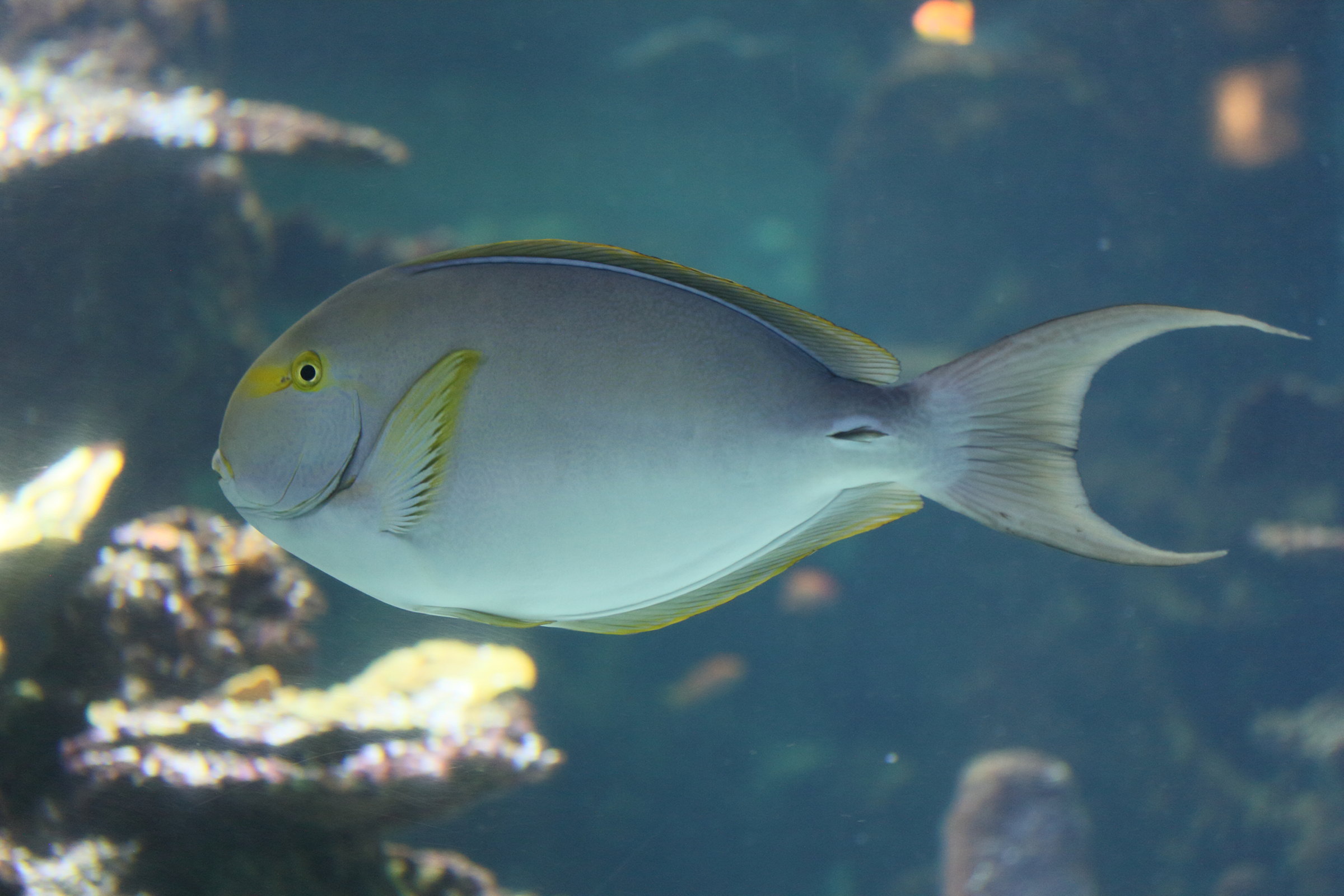 Afficher le média acanthurus_dussumieri2md acanthurus_dussumieri2md