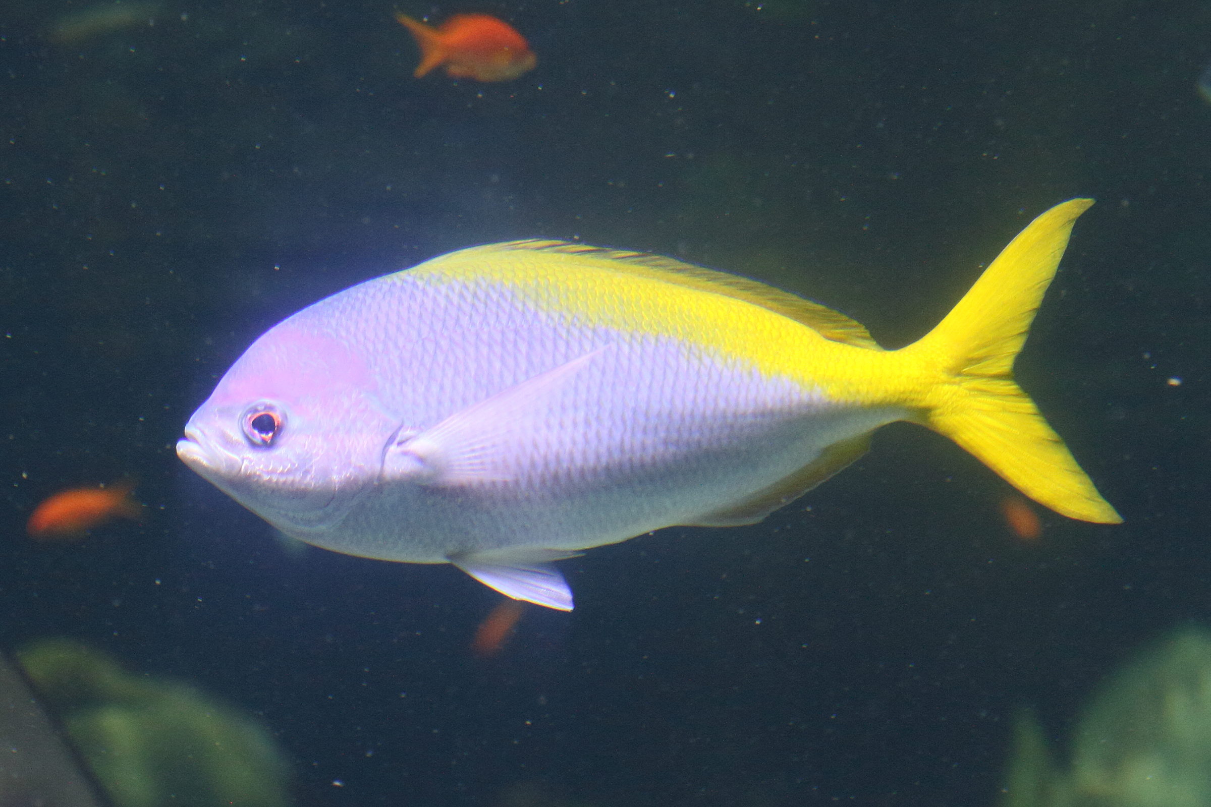 Afficher le média caesio_teres1md caesio_teres1md